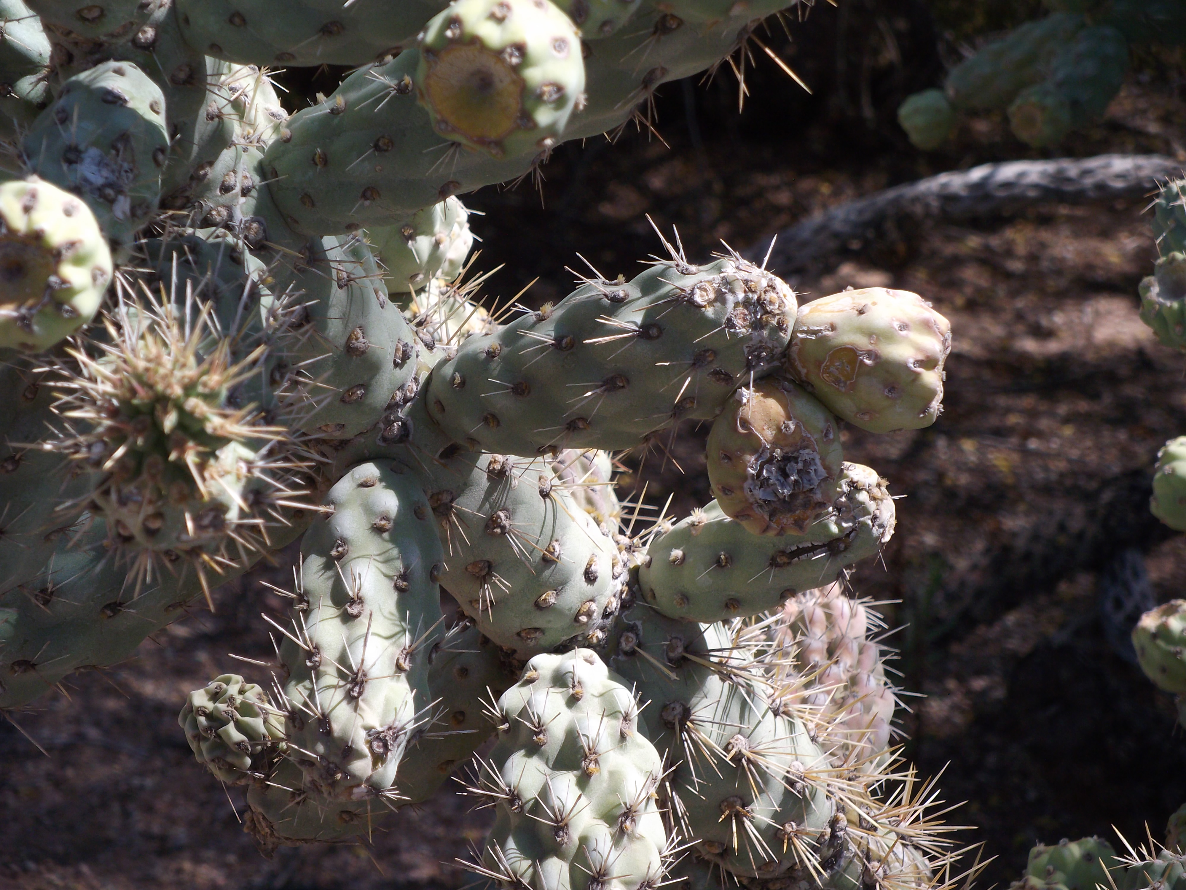 2012_04_28_botanical_sk_0036.jpg (large)