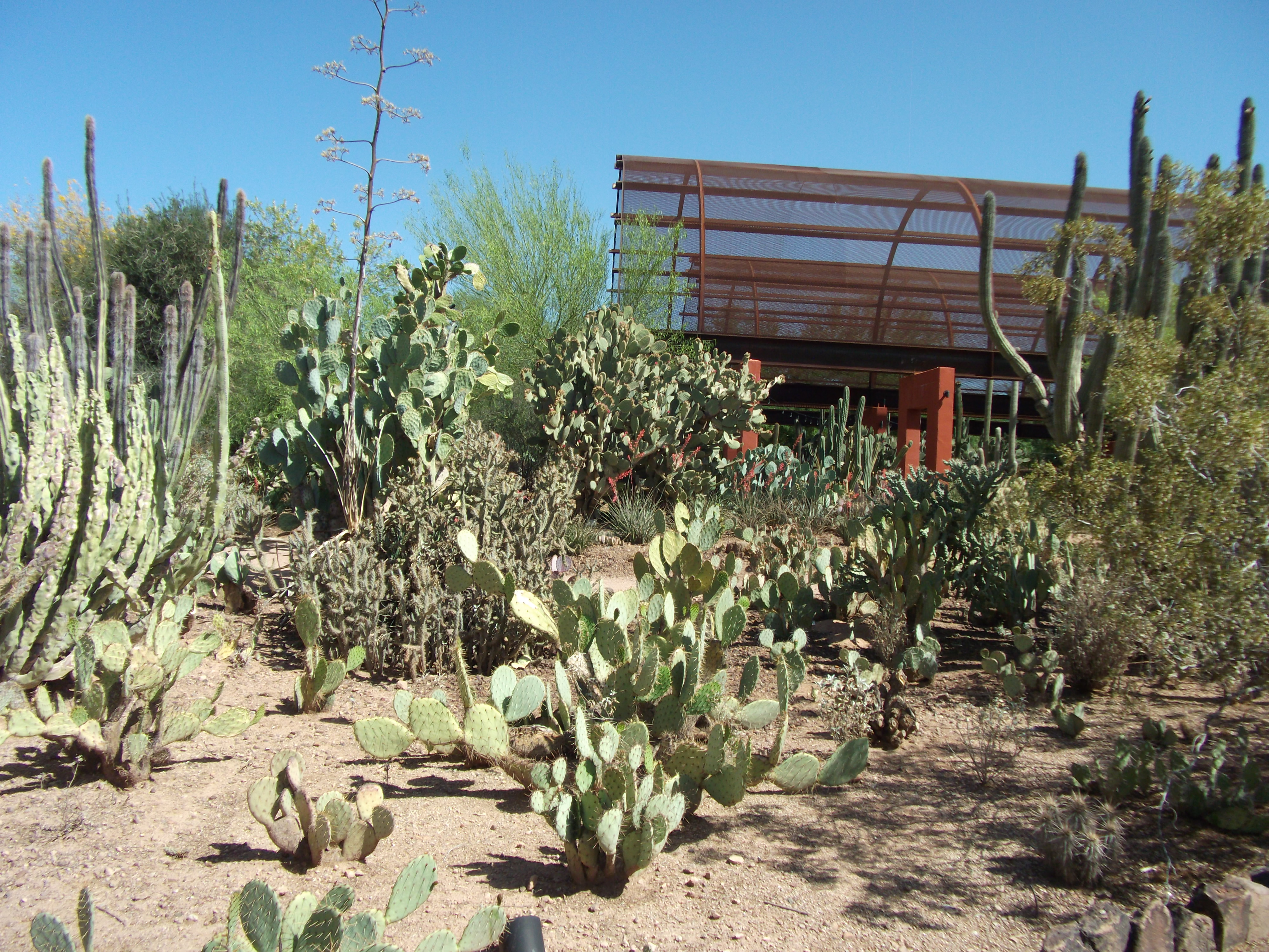Prickly pear cacti