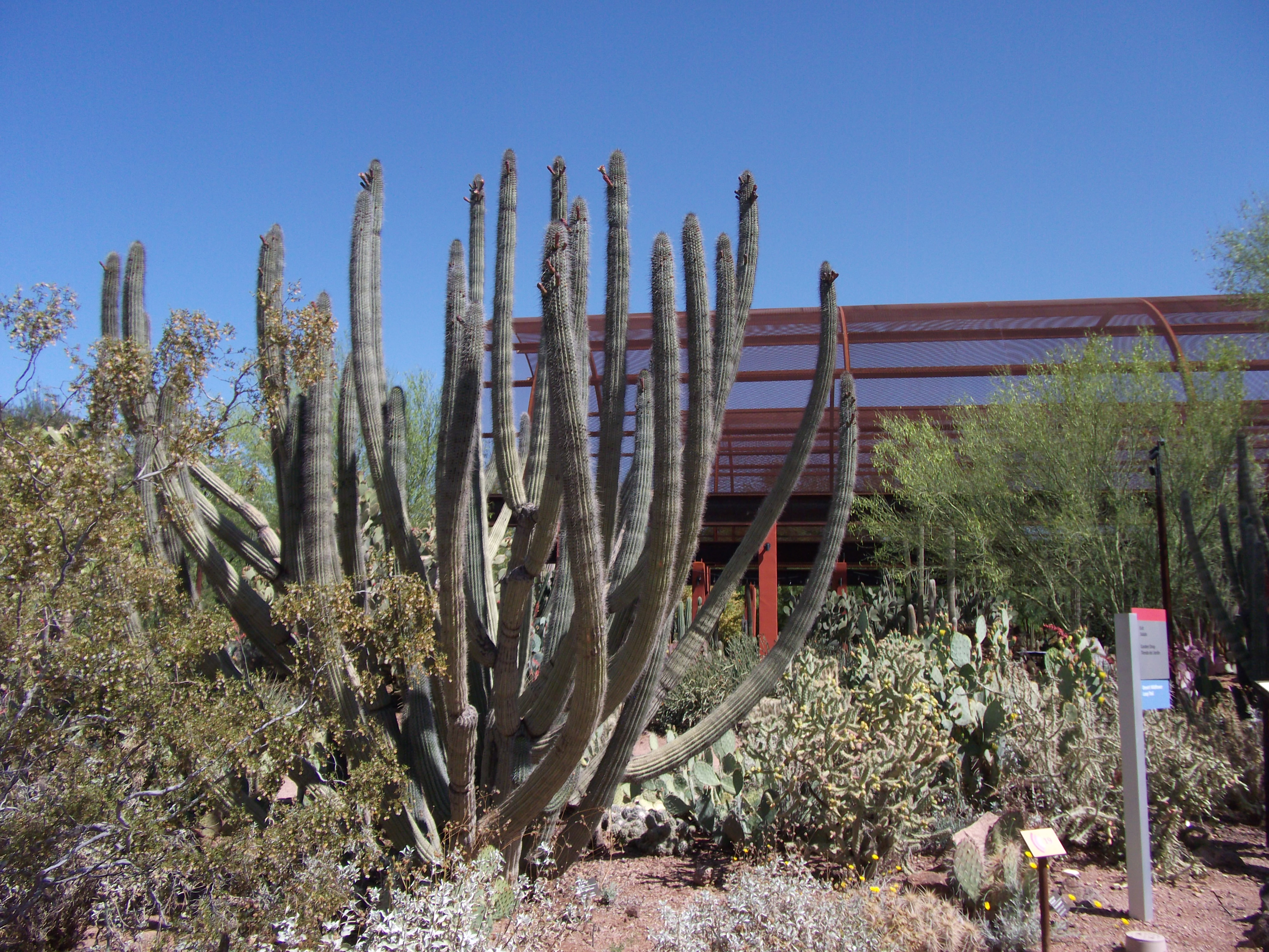 Cacti the Magnificent