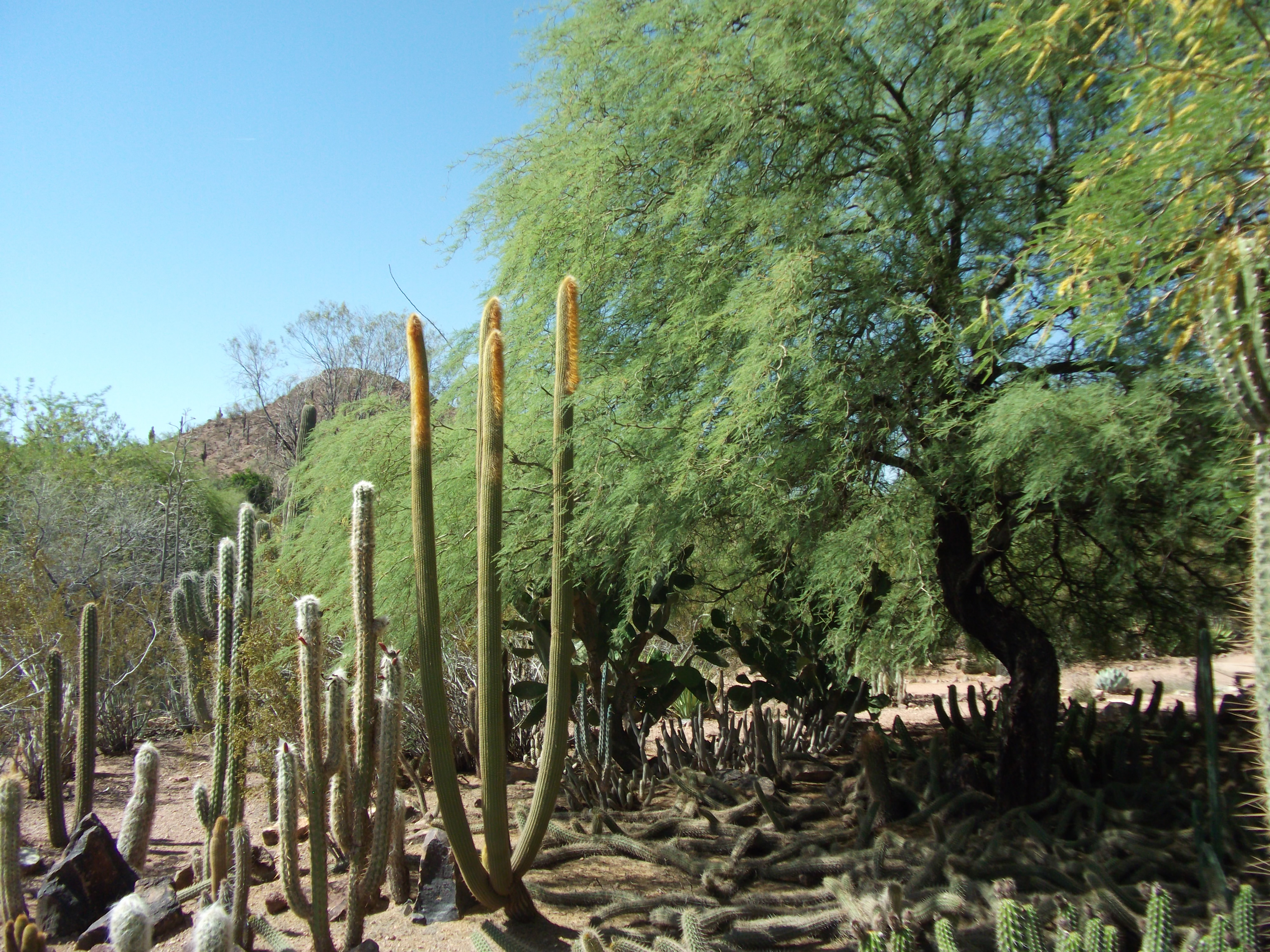 2012_04_28_phxa_015.jpg (large)