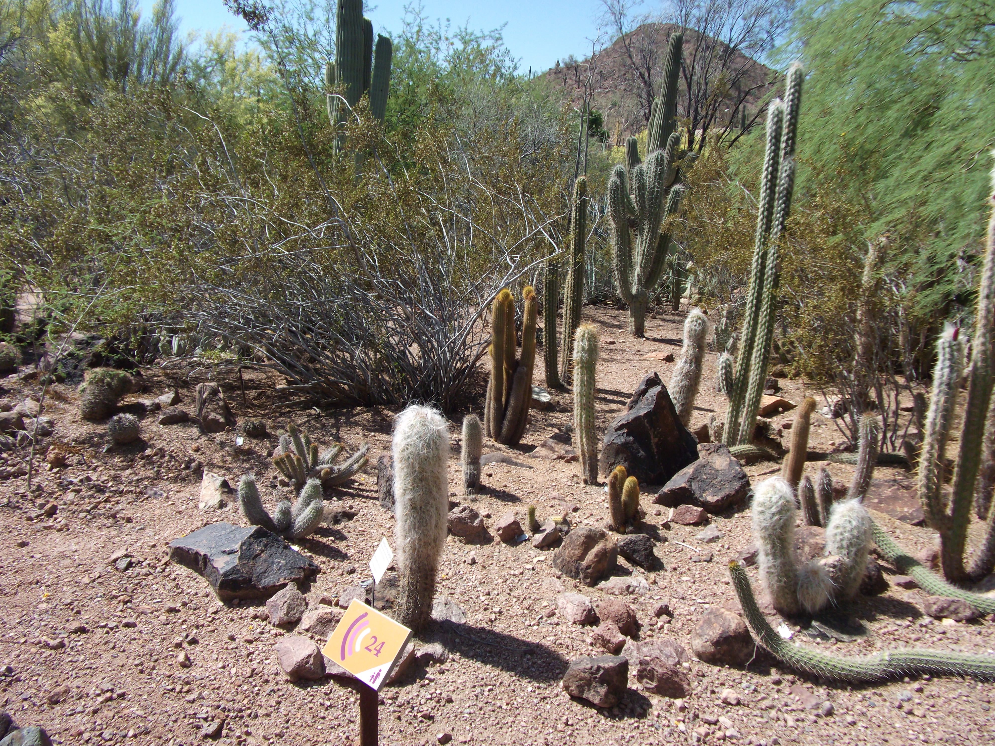 Desert Cacti Tableau at the botanical garden
