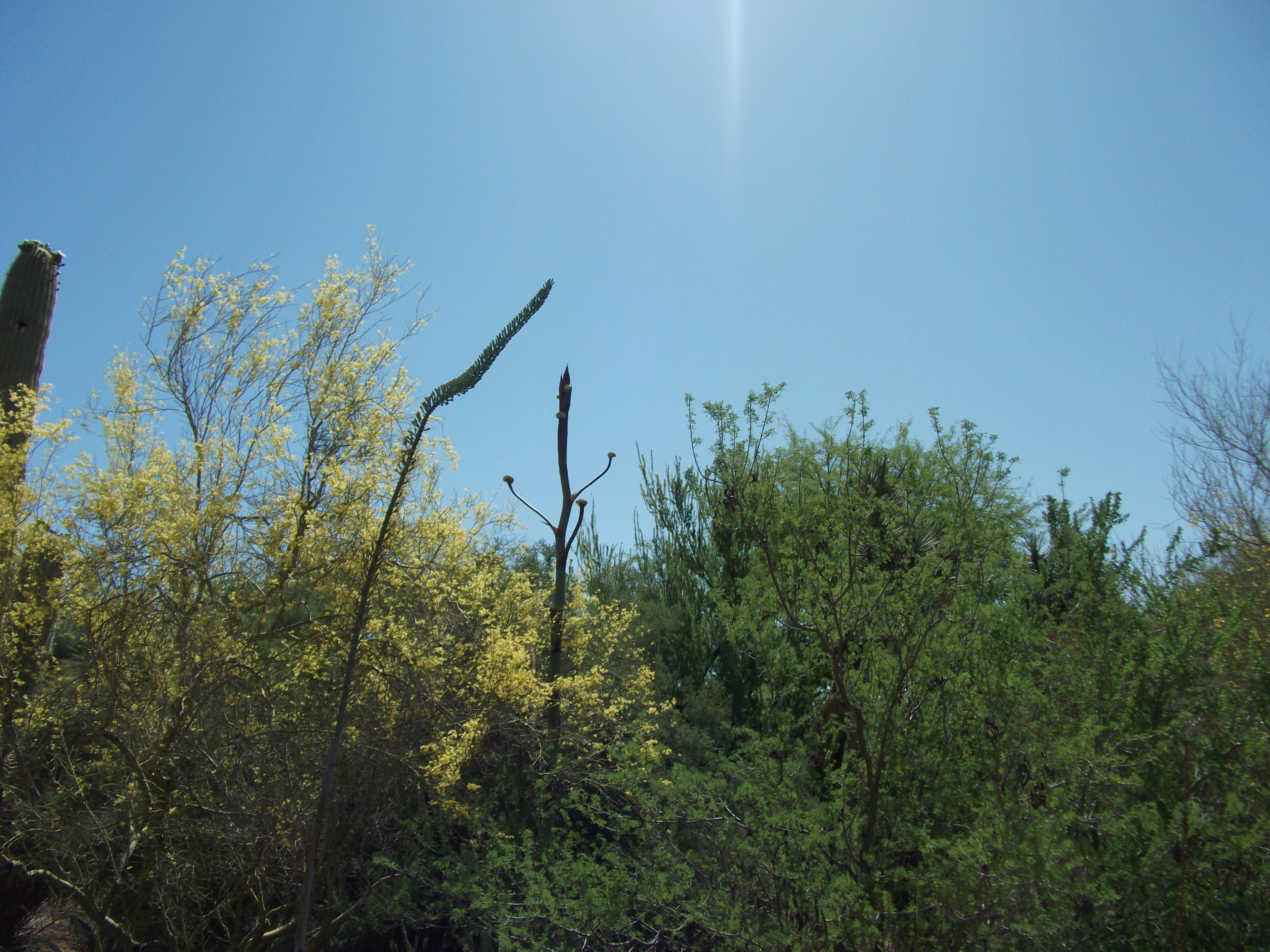 2012_04_28_phxa_027.jpg (large)