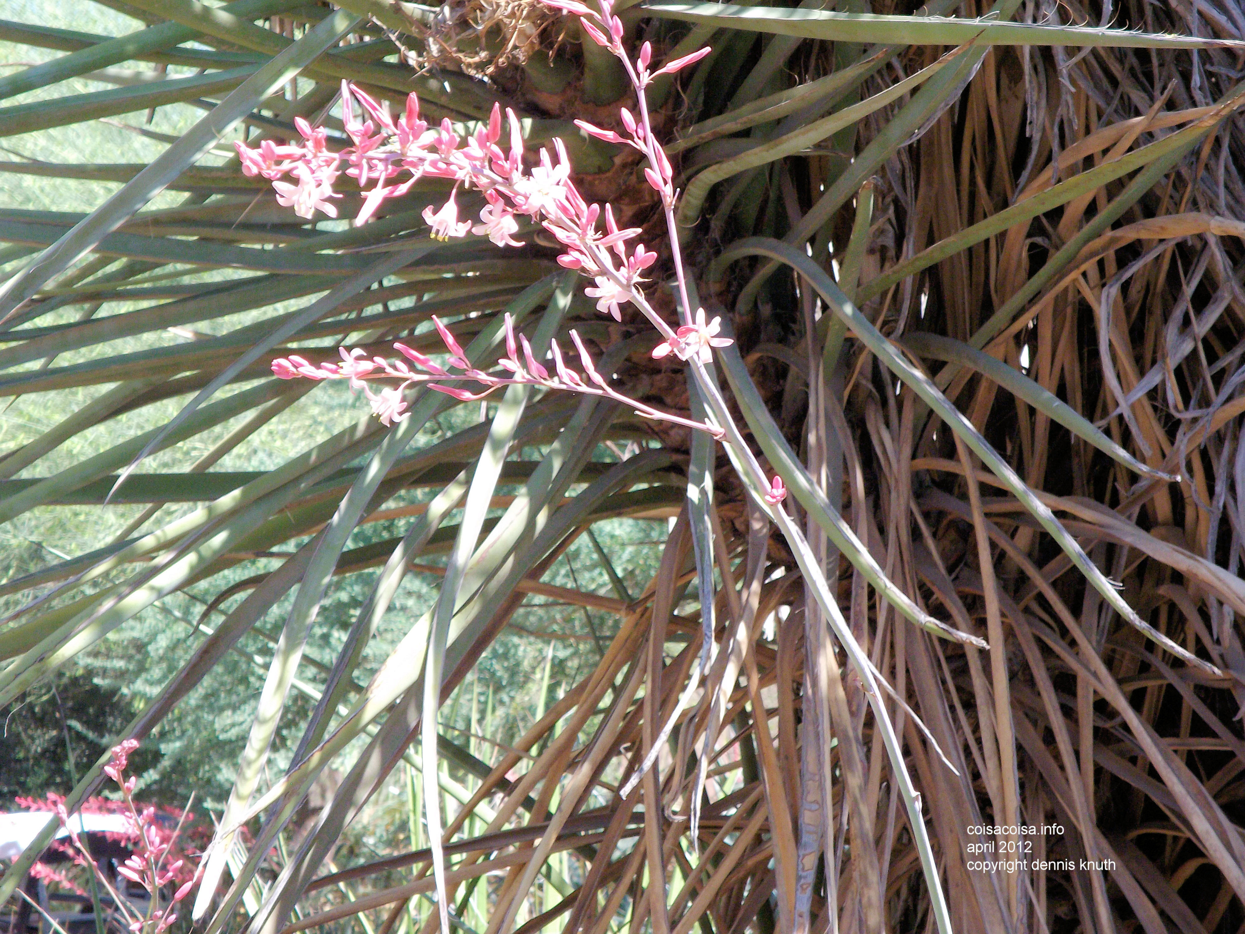 Innumerable varieties of deset plants and their blossoms