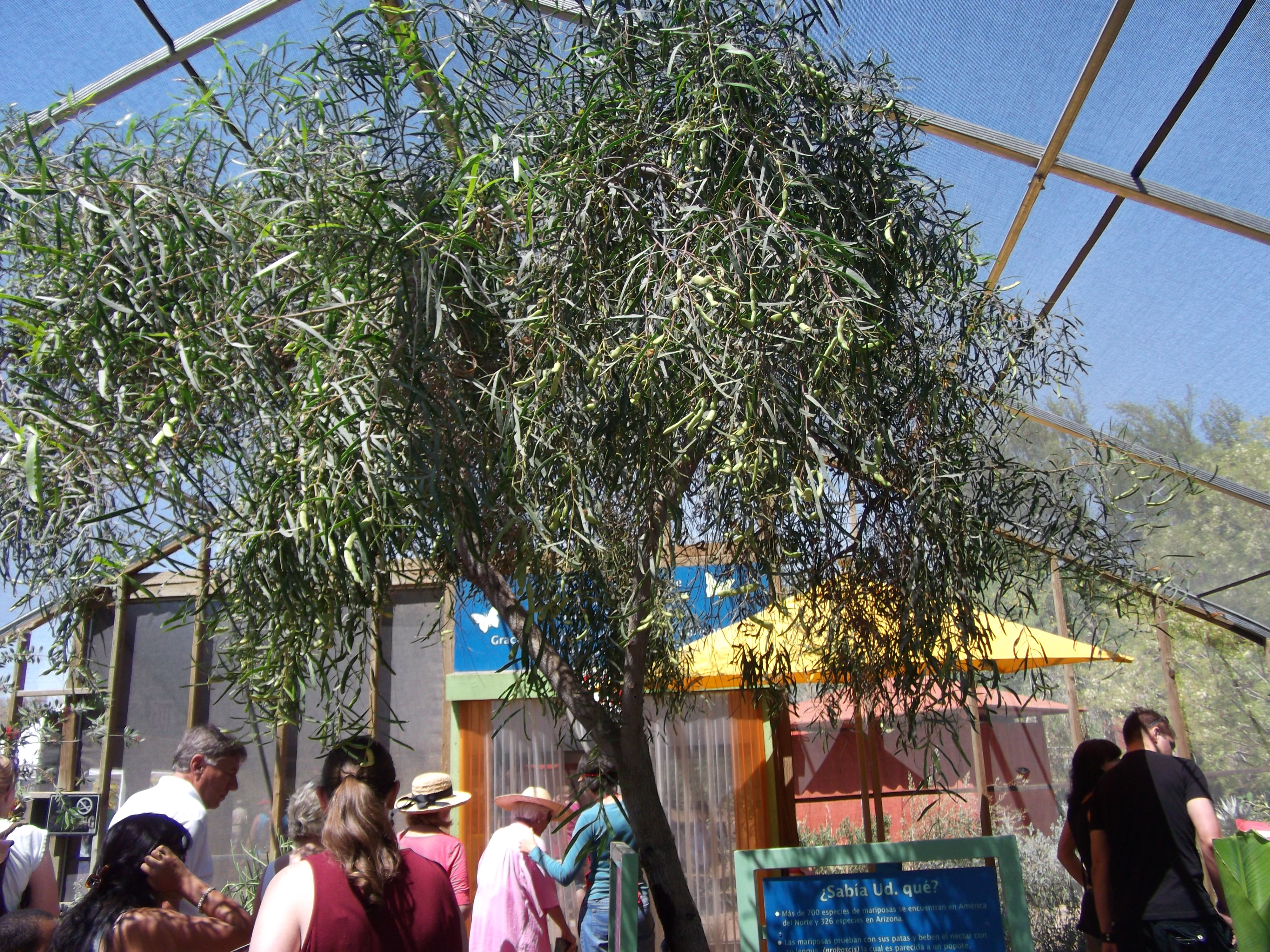 2012_04_28_phxa_055.jpg (large)