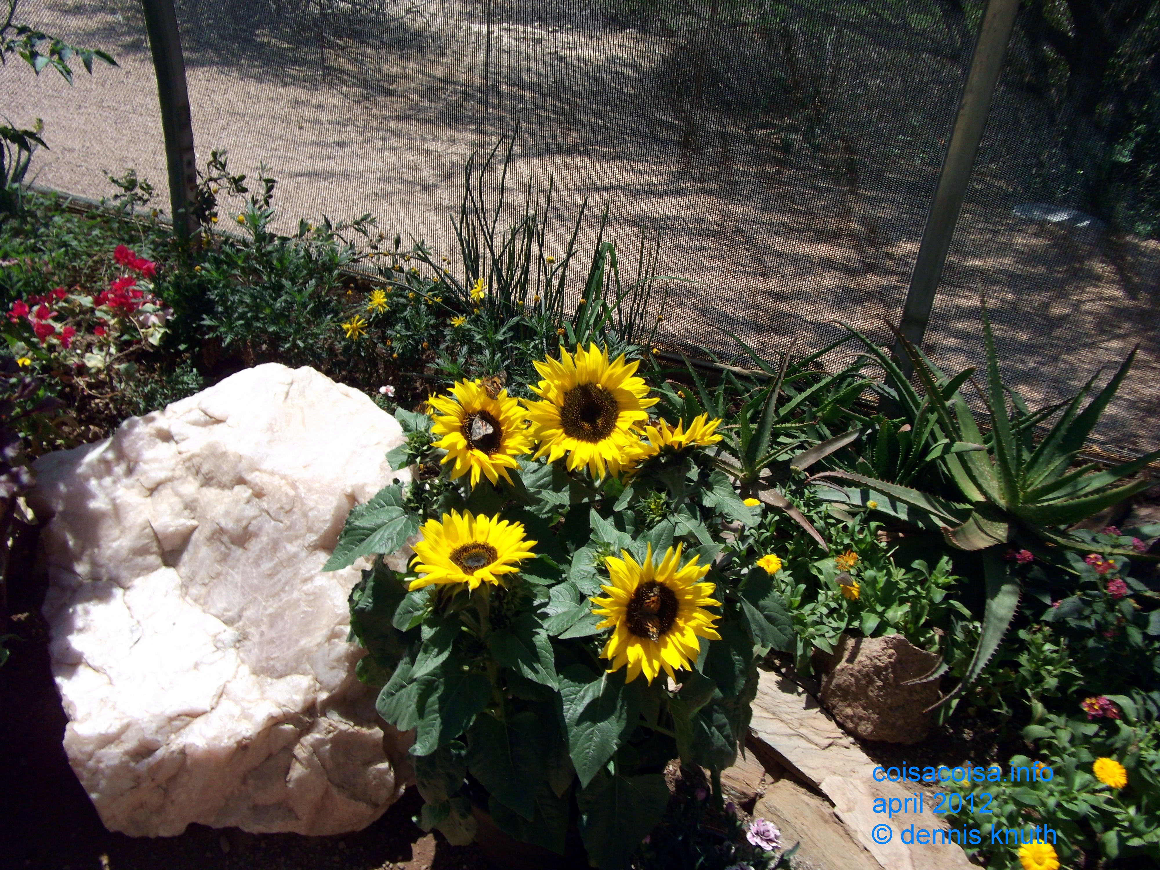 Butterfly sunflowers behind a fence