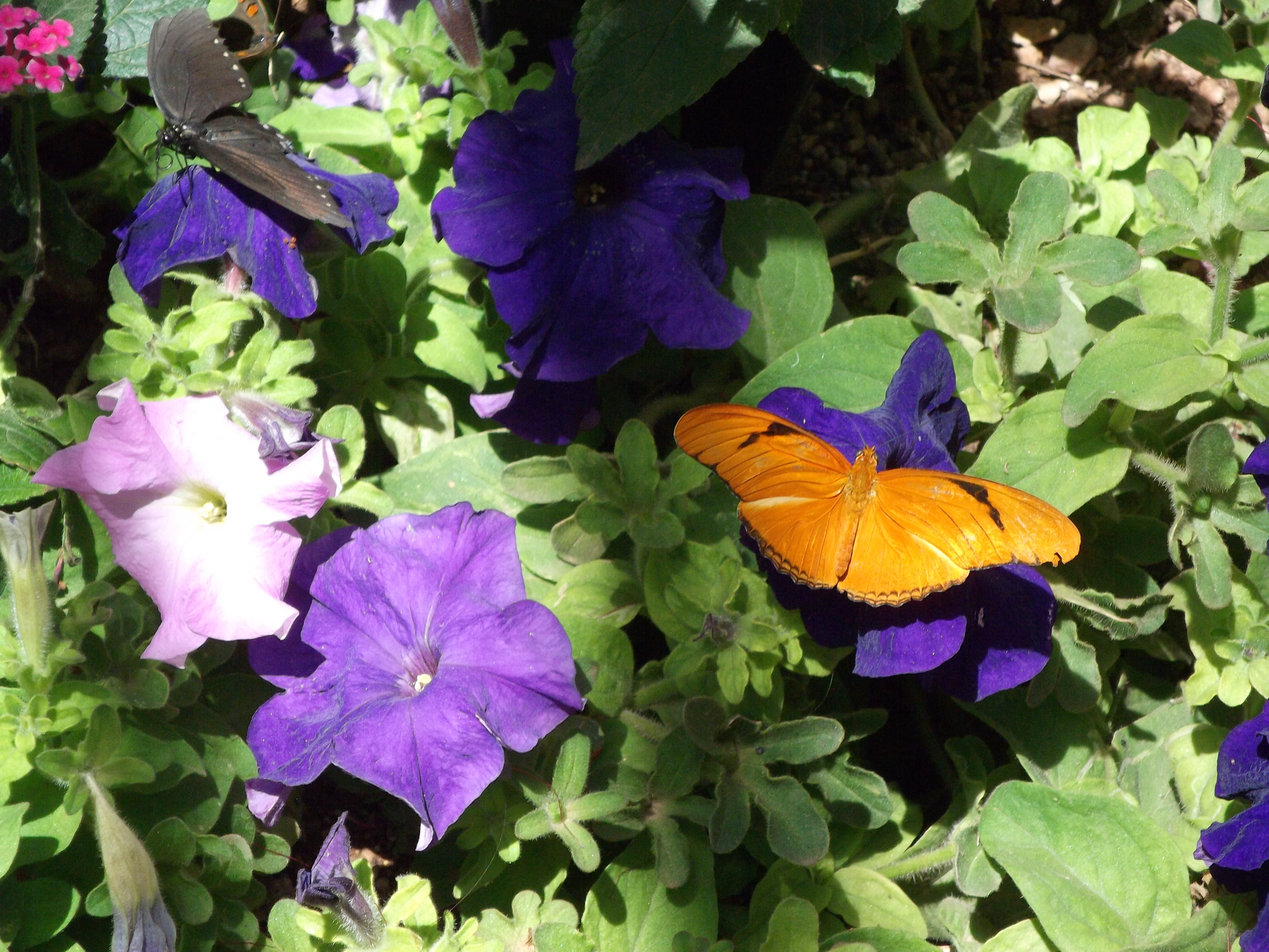 2012_04_28_phxa_070.jpg (large)