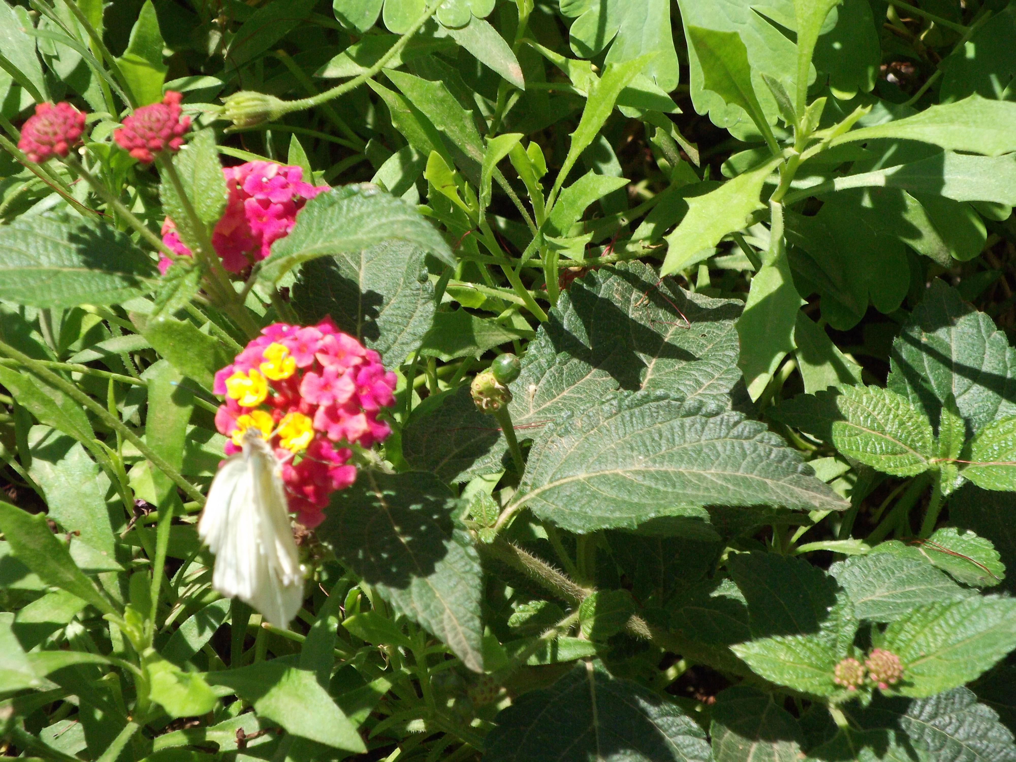 2012_04_28_phxa_071.jpg (large)