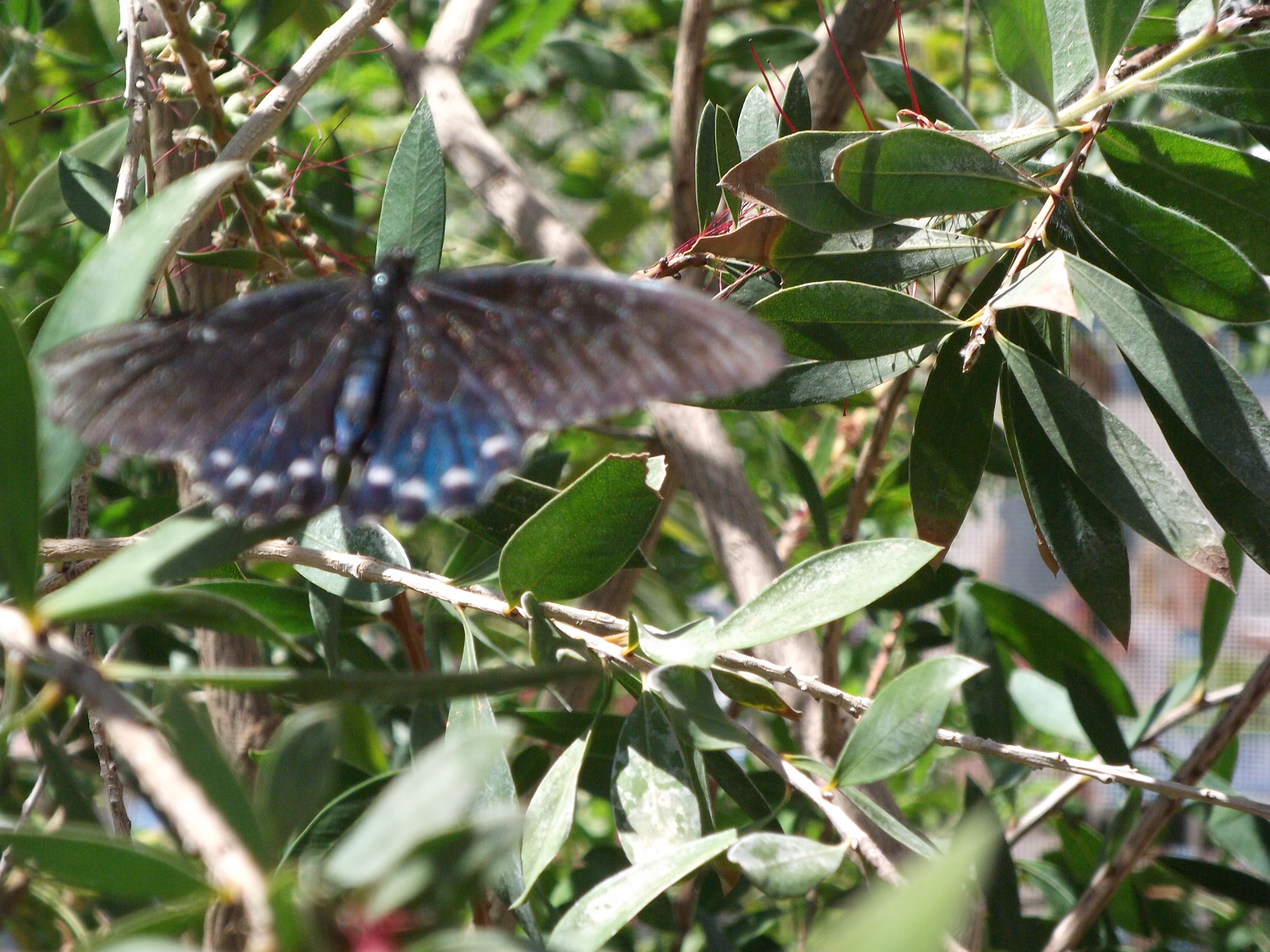 2012_04_28_phxa_072.jpg (large)