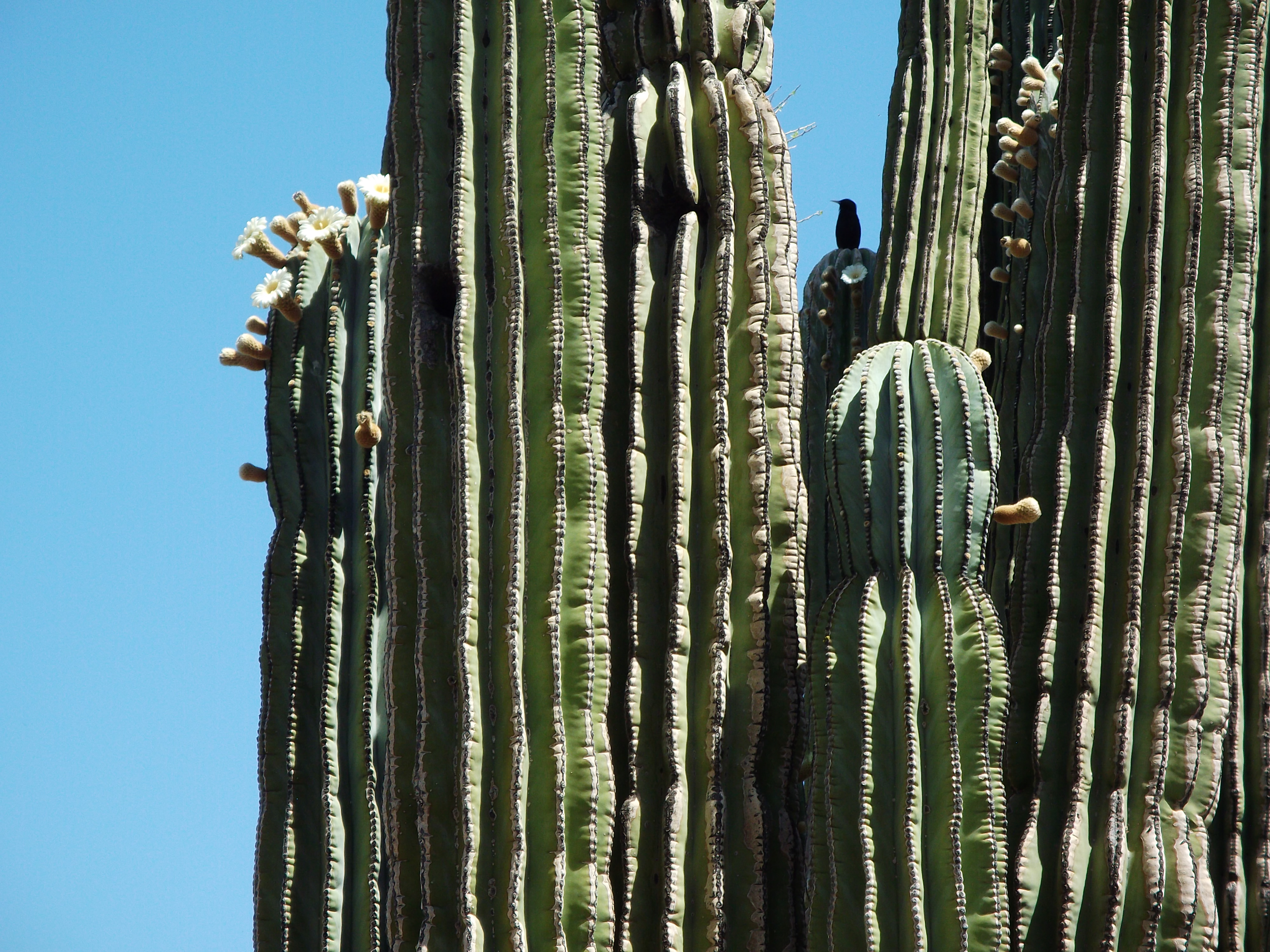 Saguar Close-up with a Bird