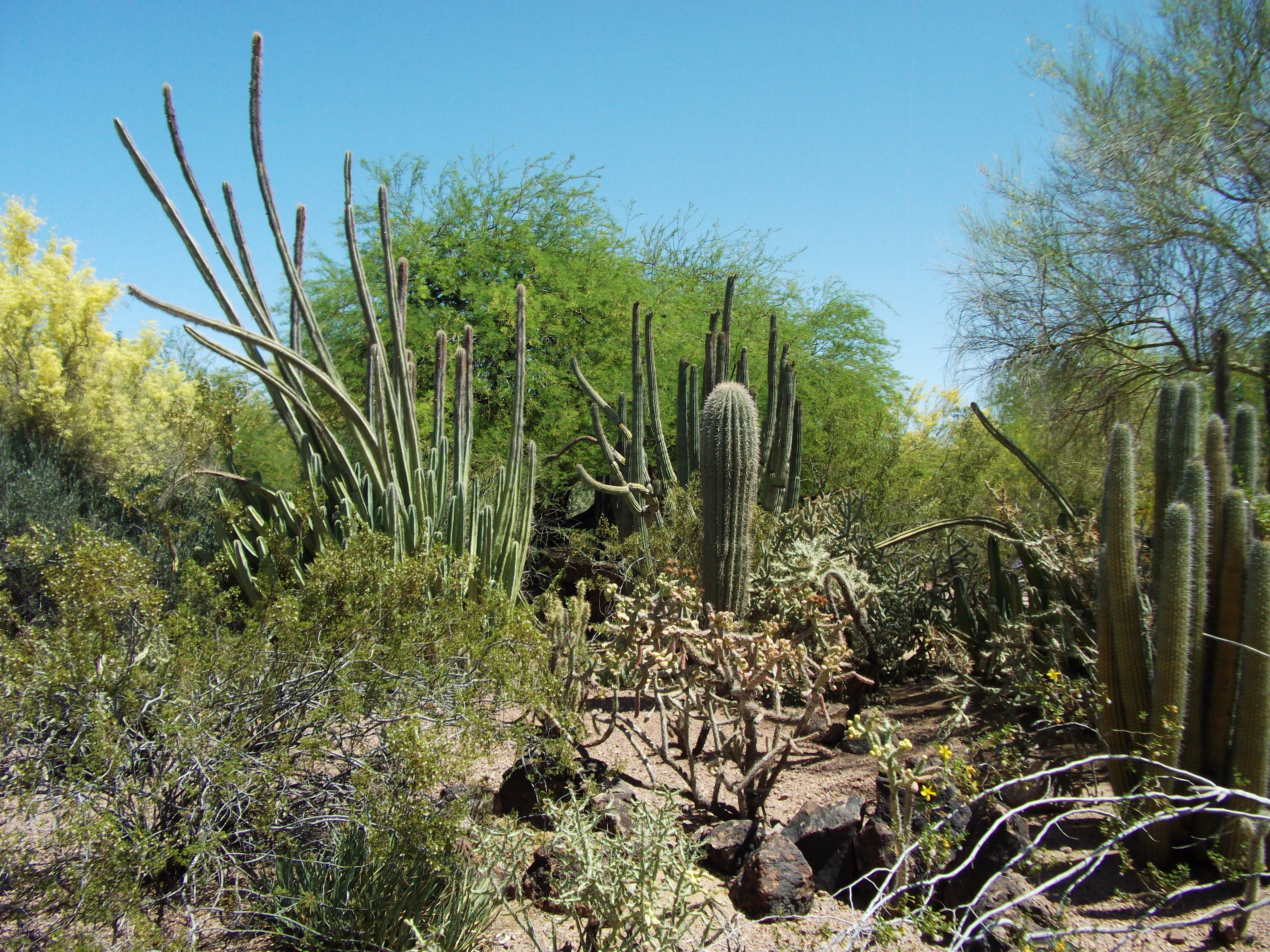 Desert landscape at the Botanical Gardens