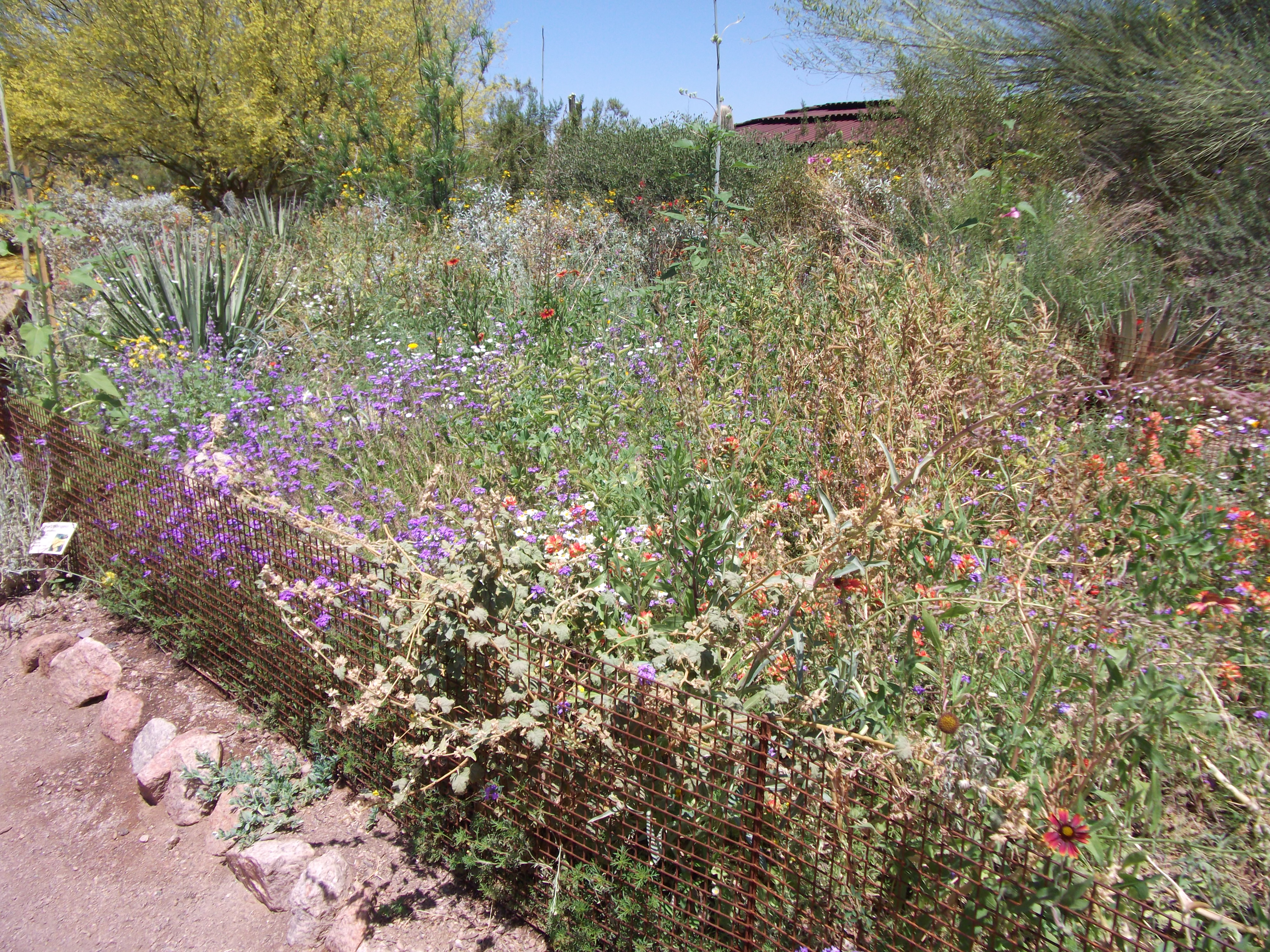 Desert wildflowers at the Botanica