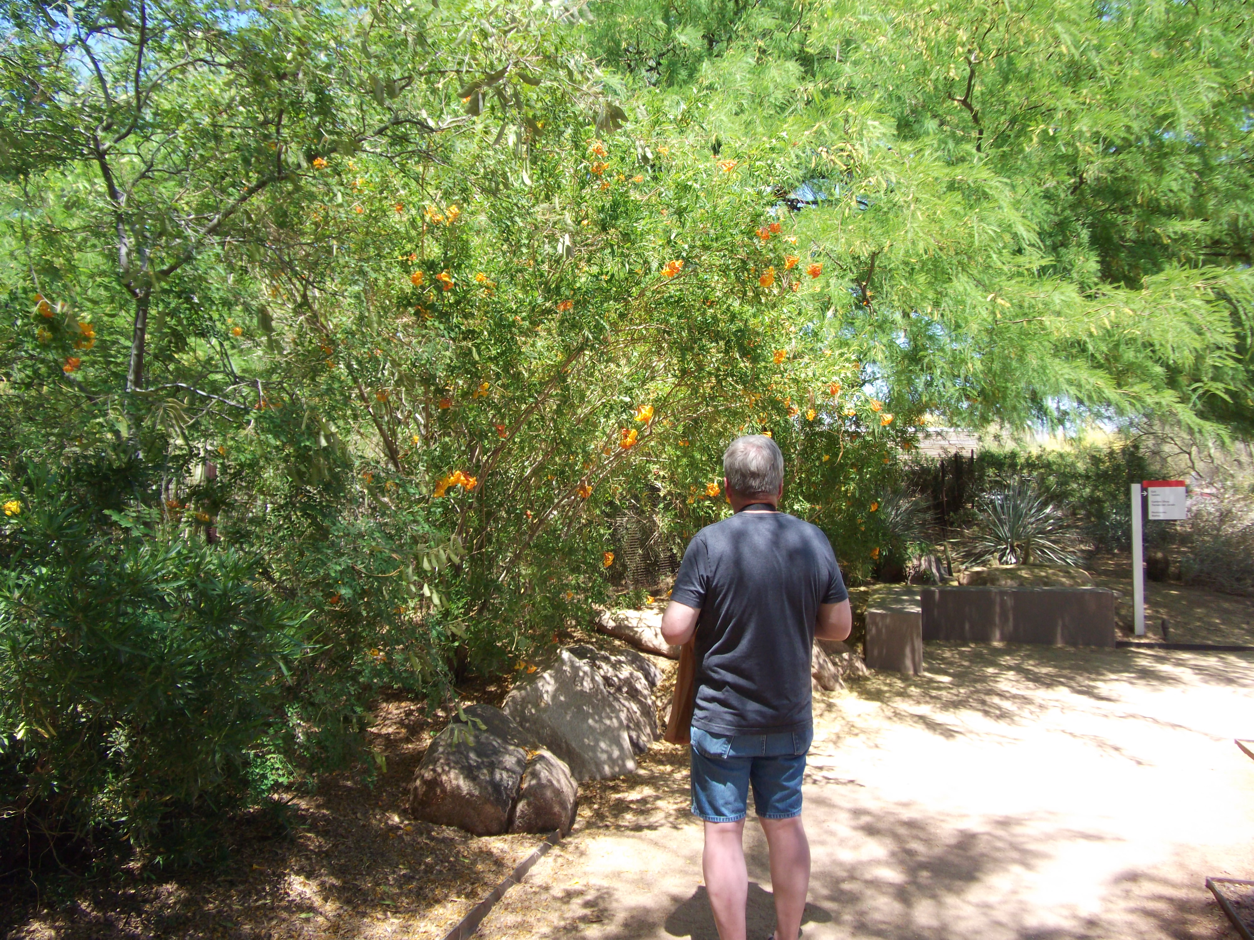 Dennis Knuth Backside in Phoenix Arizona