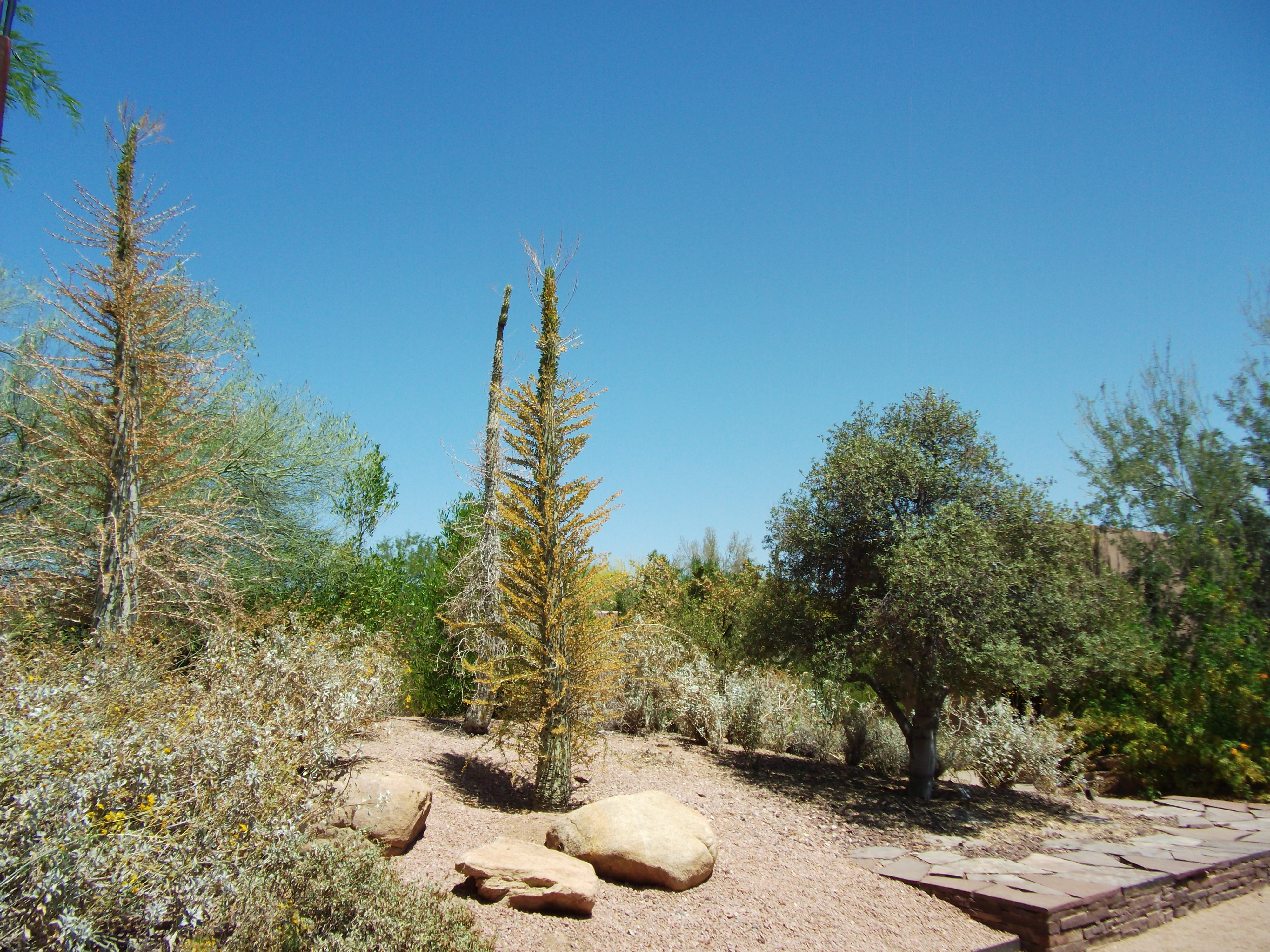 2012_04_28_phxa_143.jpg (large)