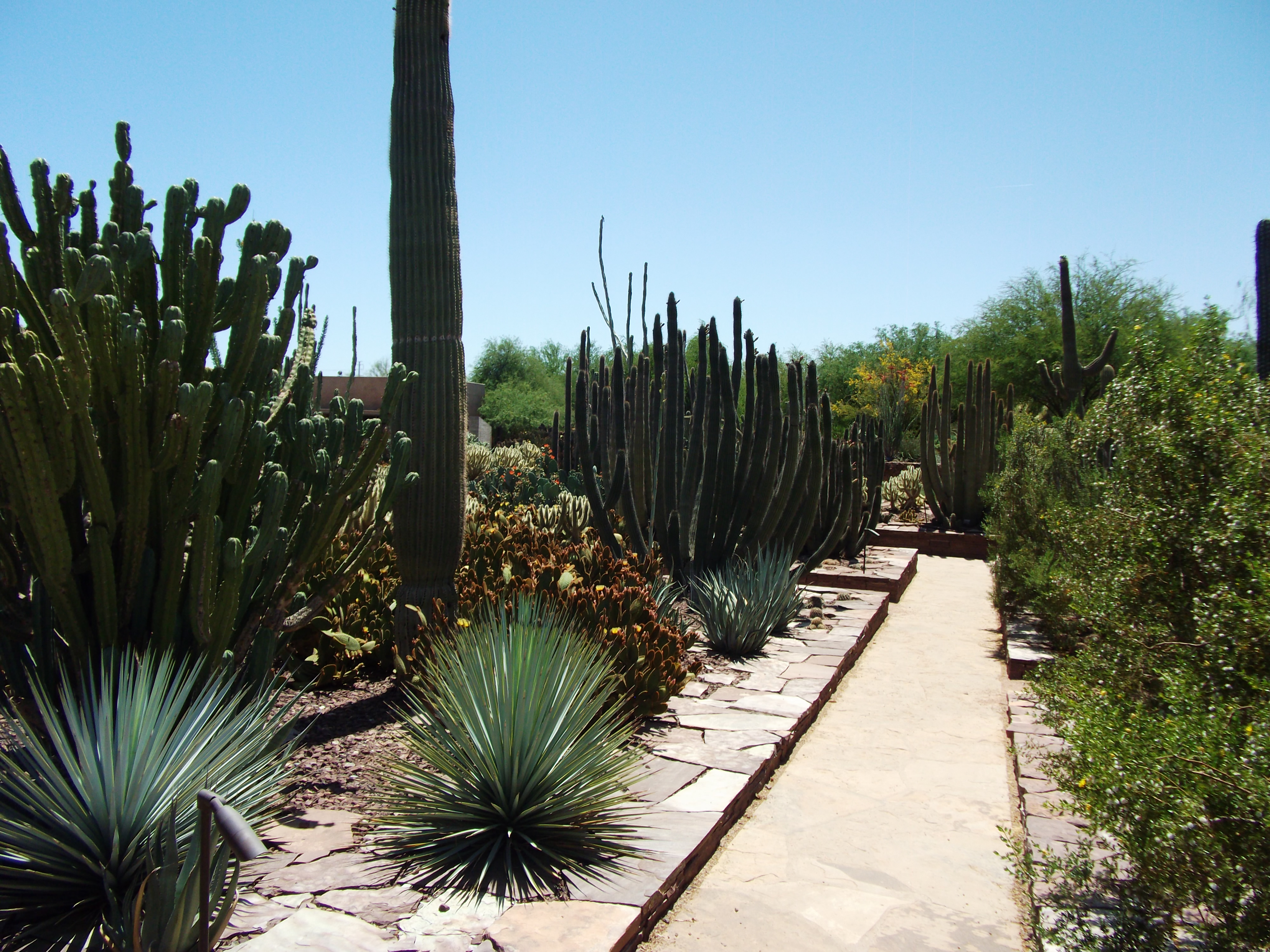 Pipe Organ Cacti