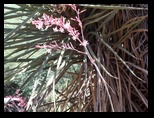 Innumerable desert plants