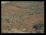Colors on the desert floor of Black Canyon Arizona