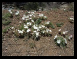 Flowers and Barbed wire on the side of the road