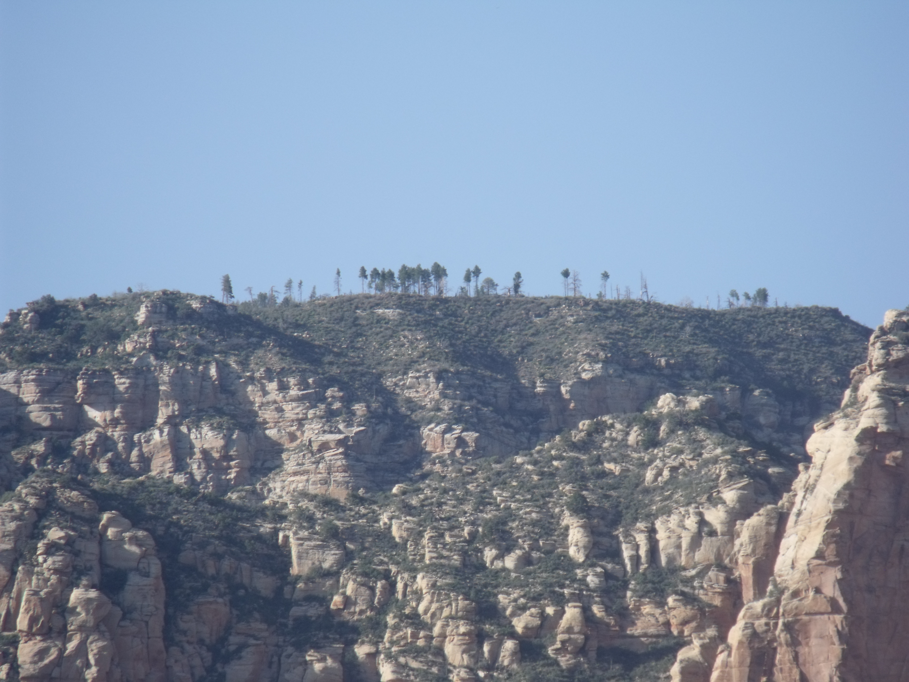 Tree Silhouettes on Red Rock