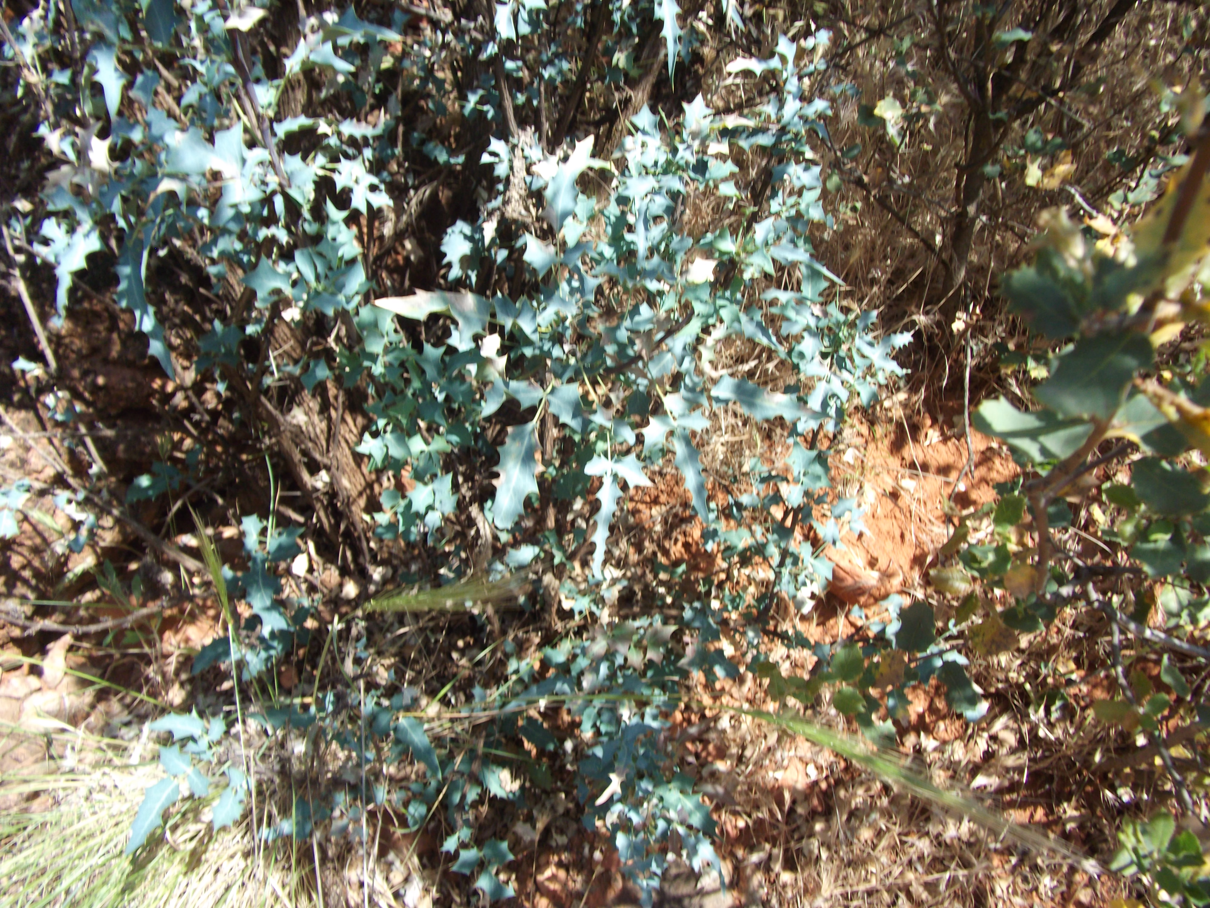 2012_04_30_sedona_sk_0038.jpg (large)