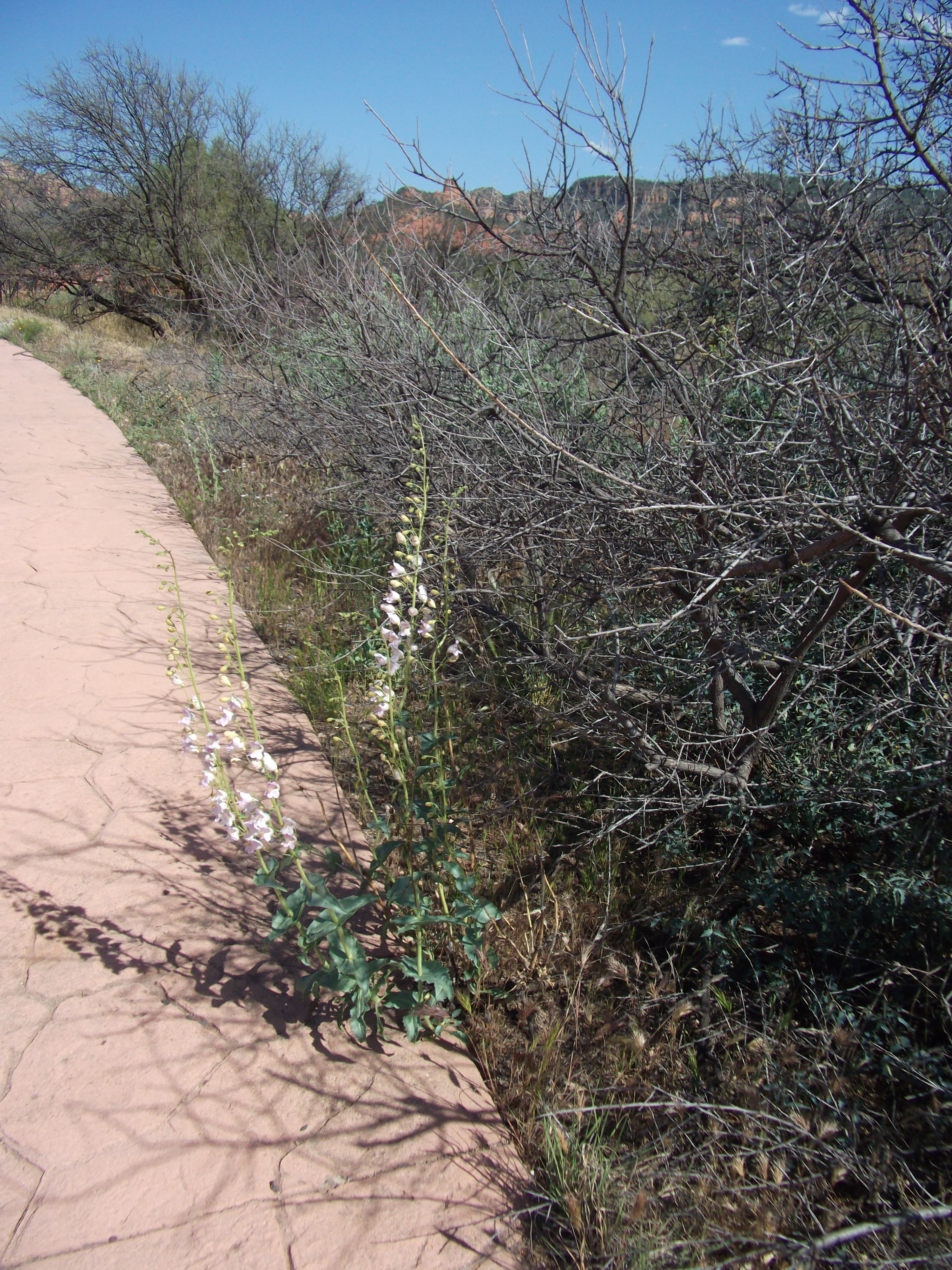 2012_04_30_sedona_sk_0043.jpg (large)