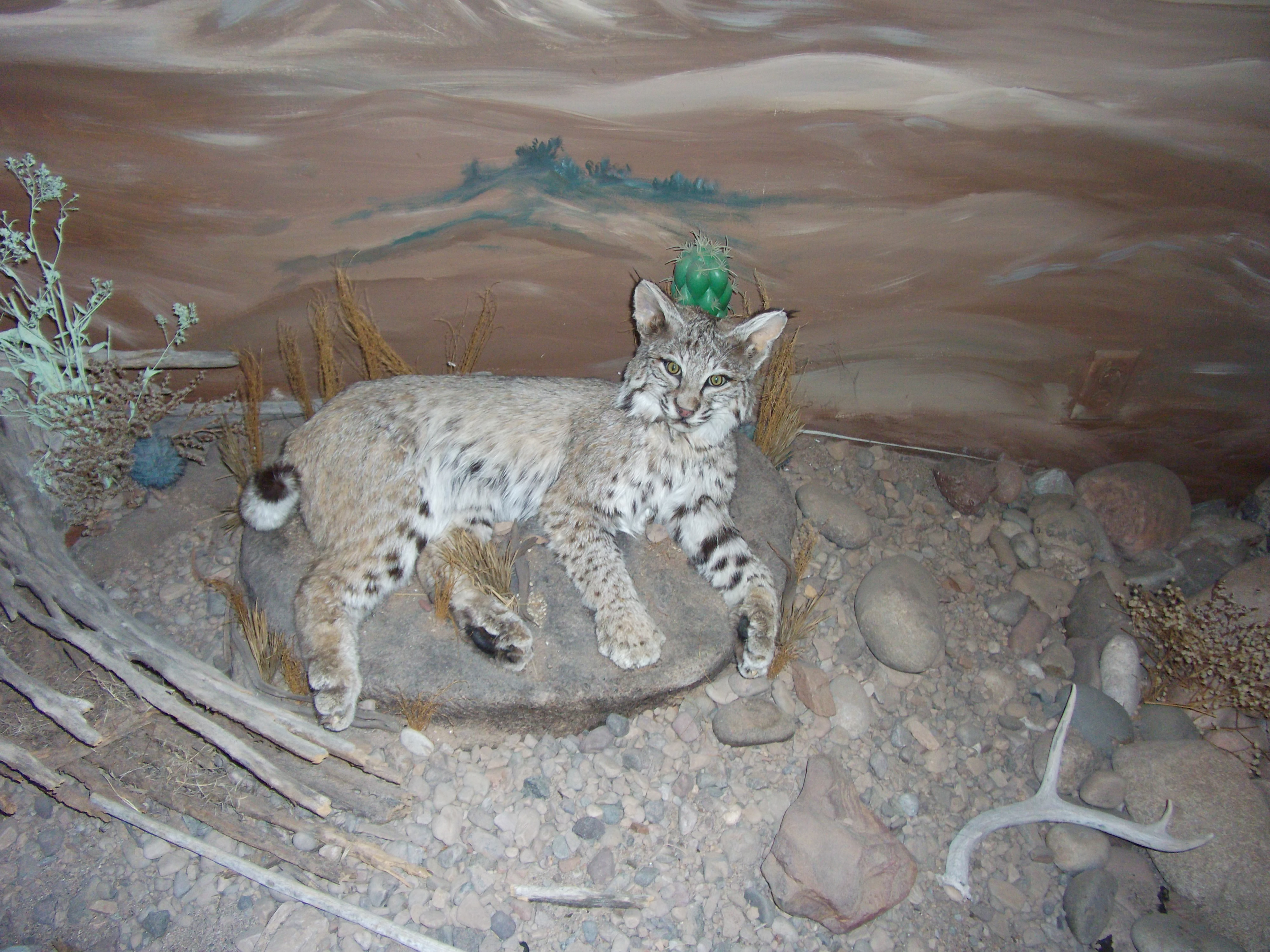 Stuffed Bobcat along the highway
