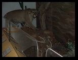 Mountain Lion Tableau