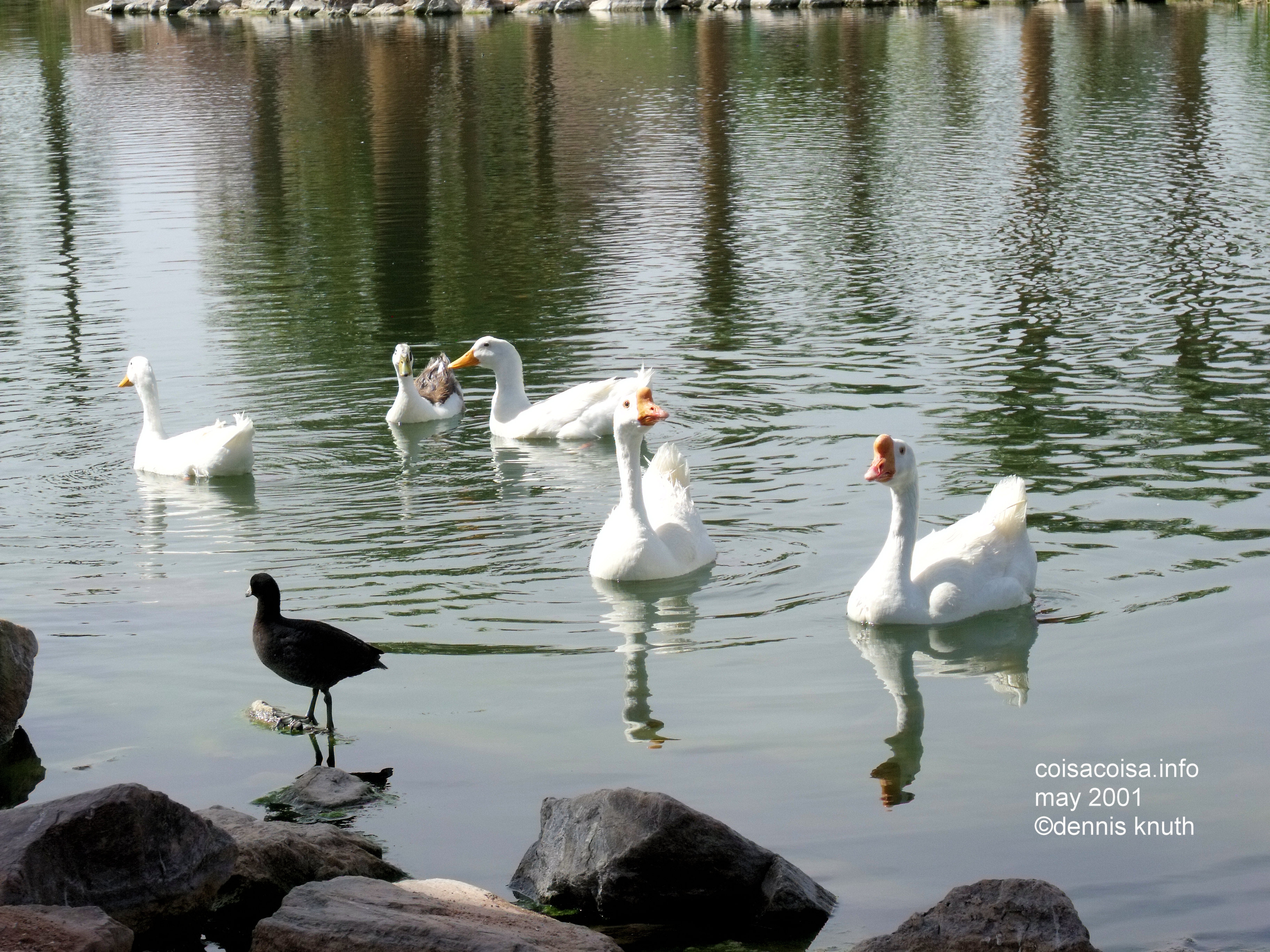 Geese Ducks and a Coot on Papago Park Lake