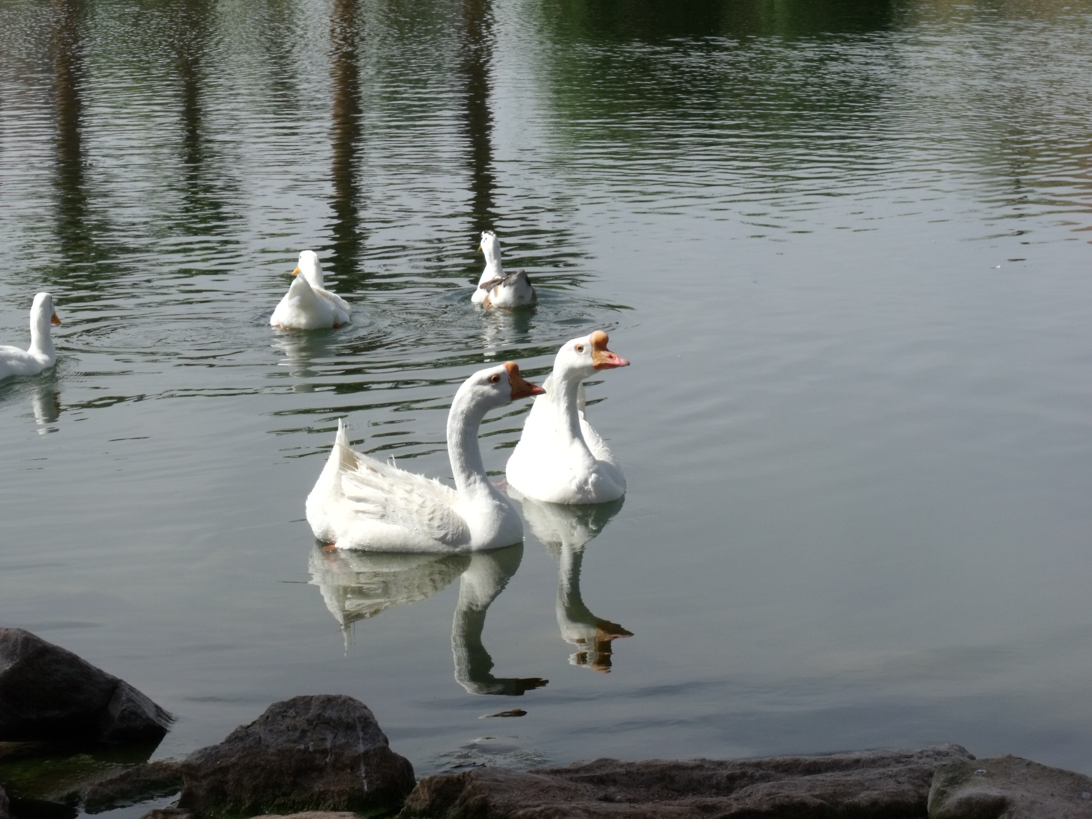 Geese and Birds White Birds Swaying in Papago