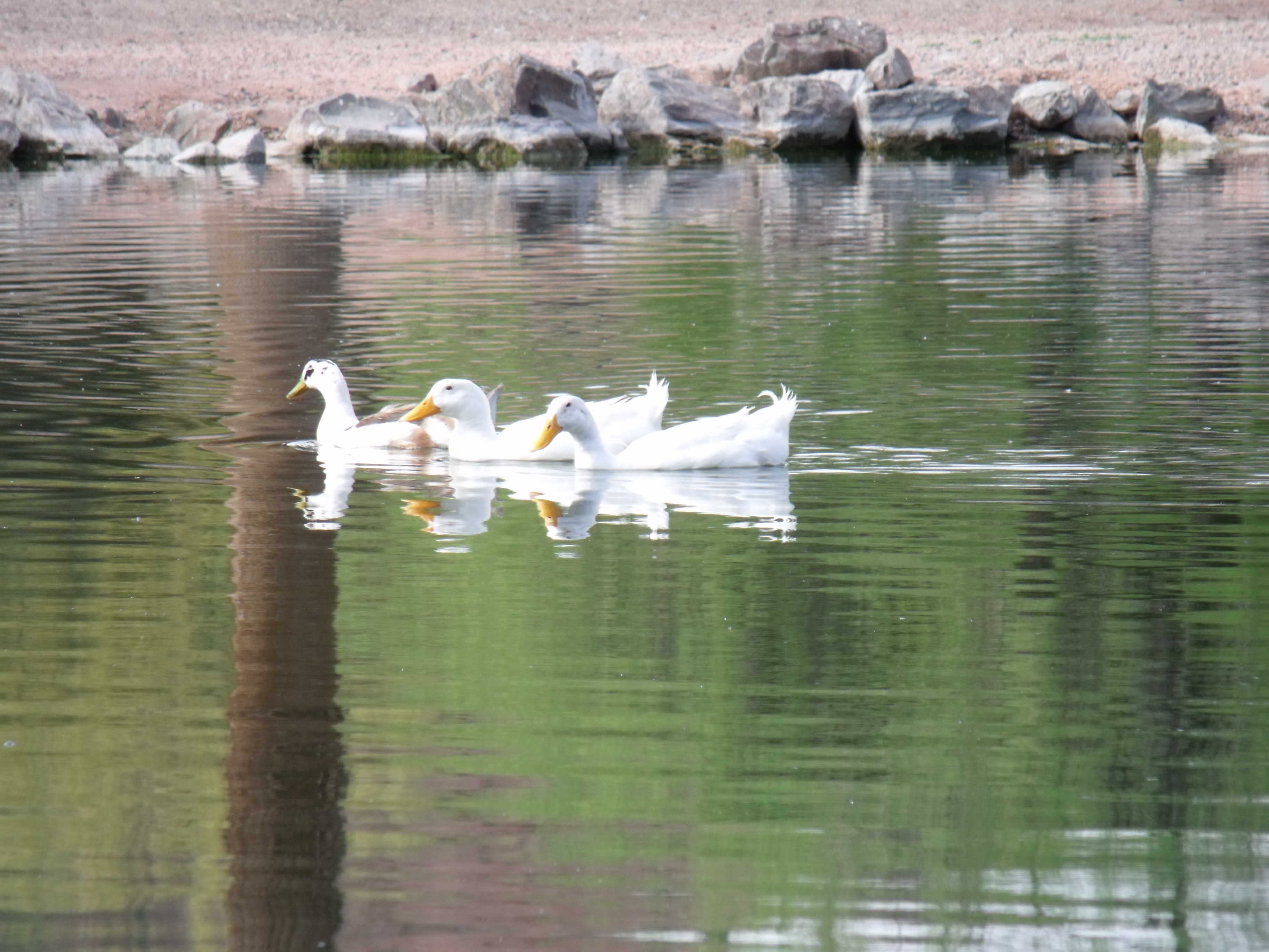 Three Ducks on Parade