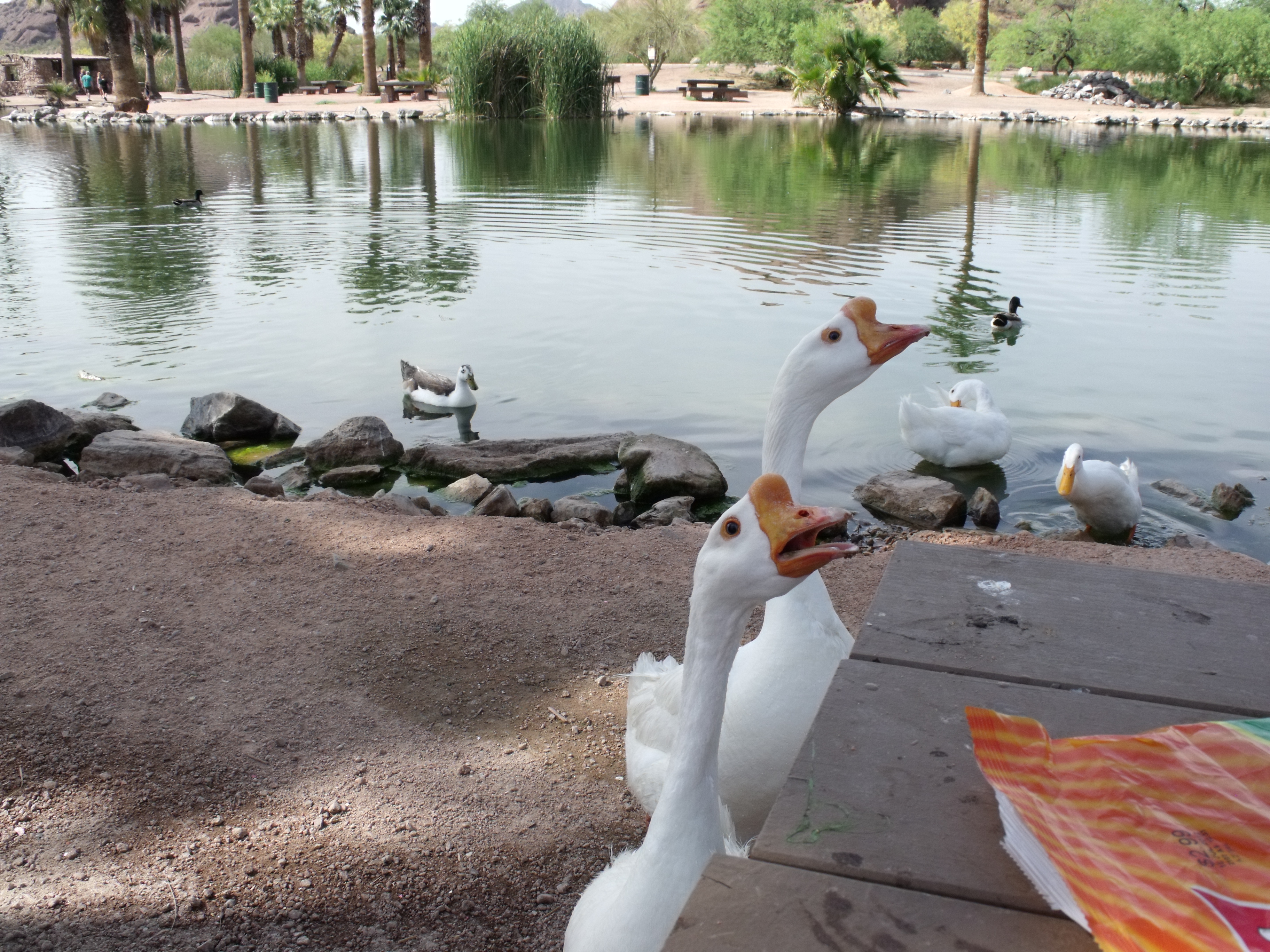 Geese in a fowl mood