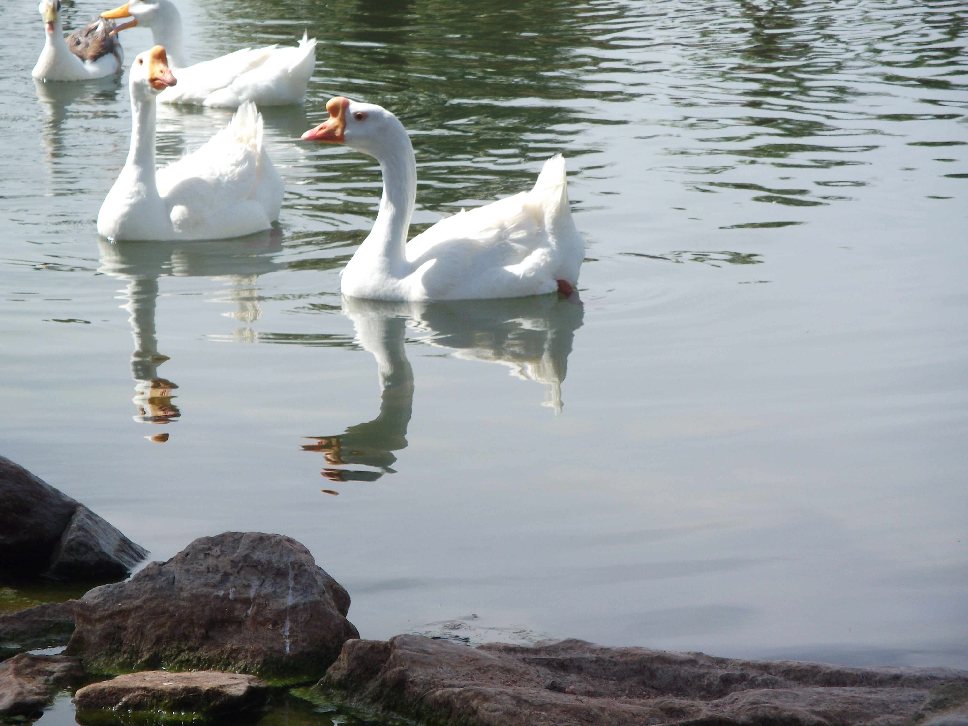 Geese
