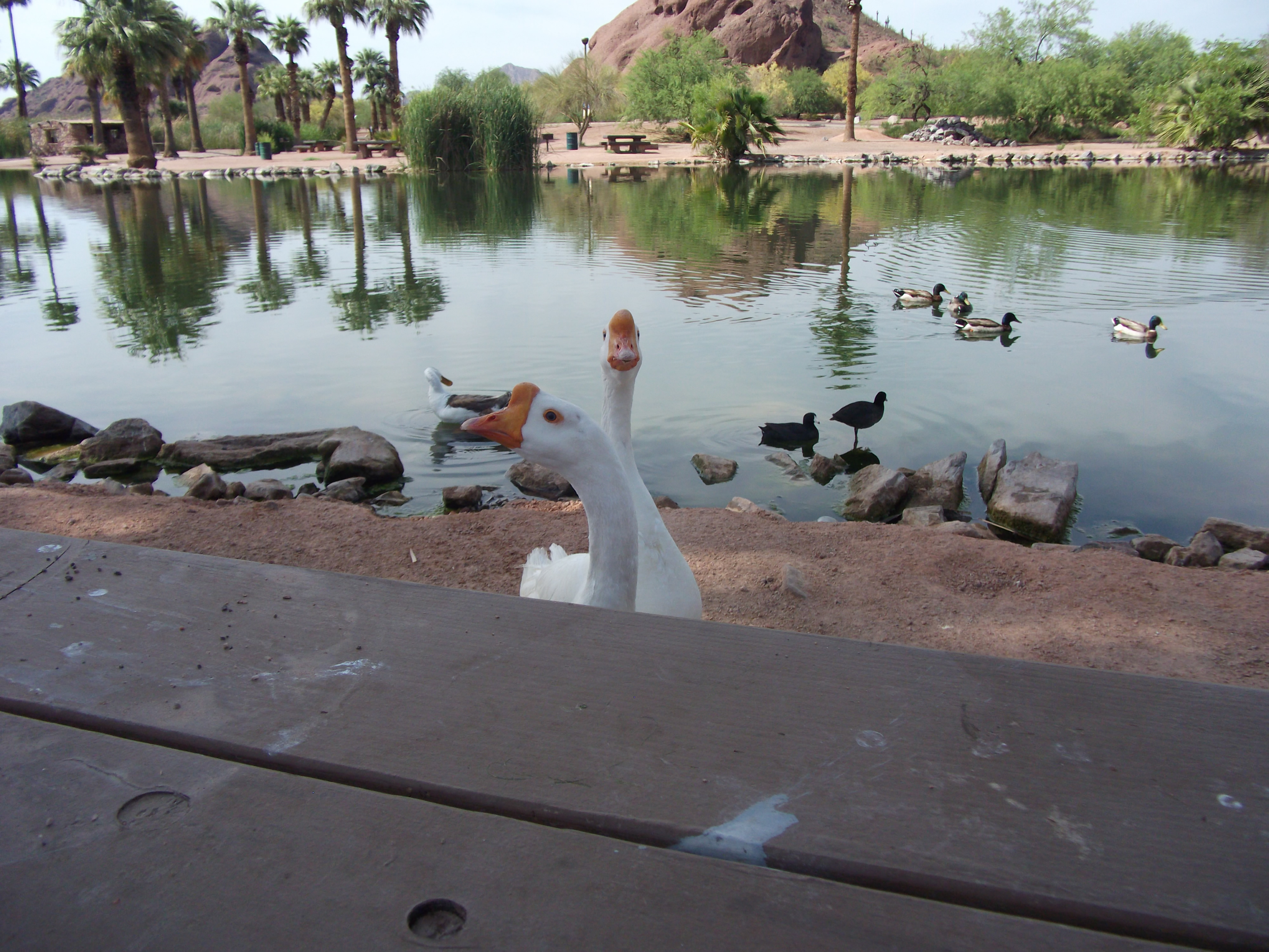 Geese