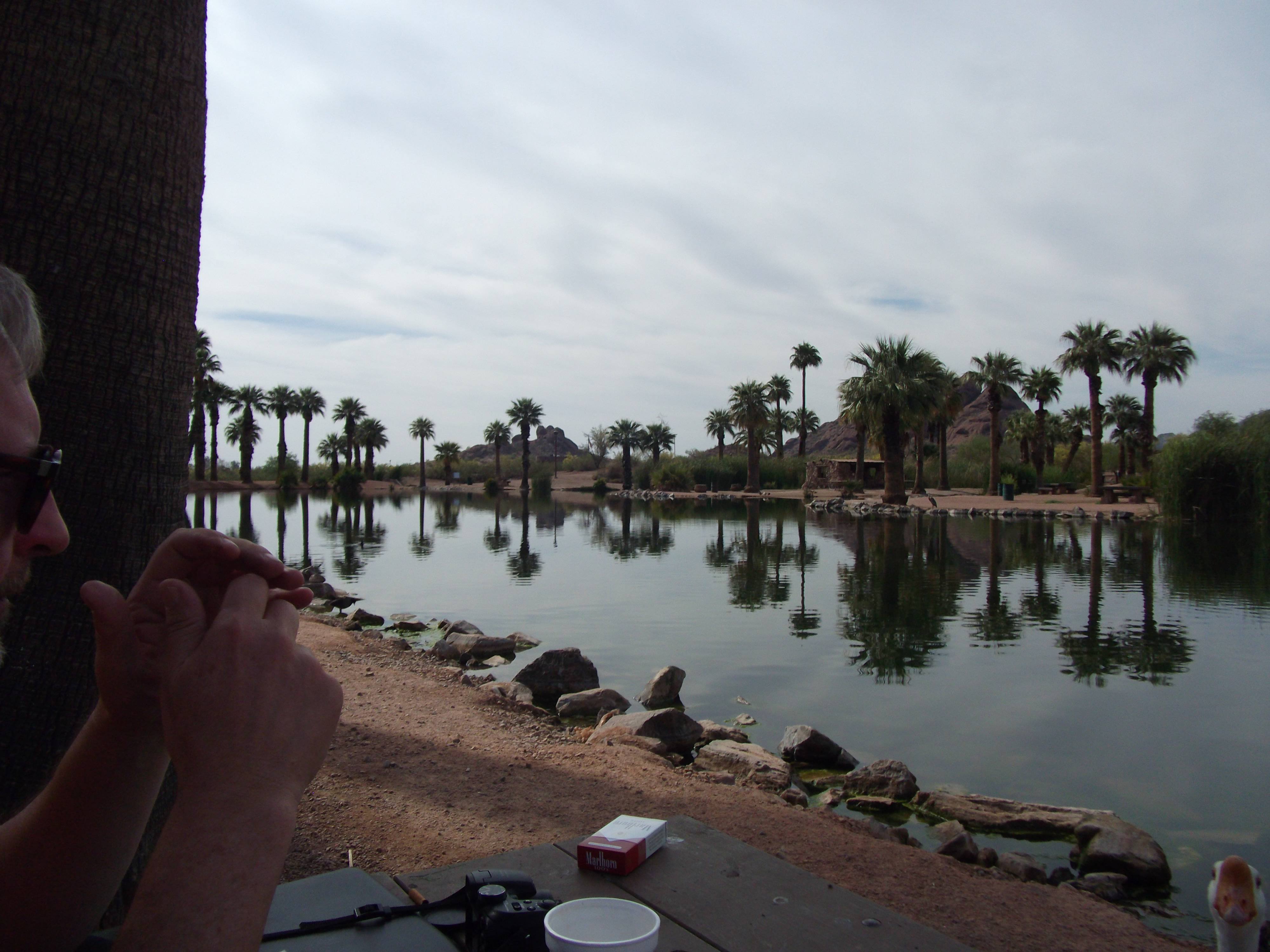 Palms Refelected on Papago Park Lake
