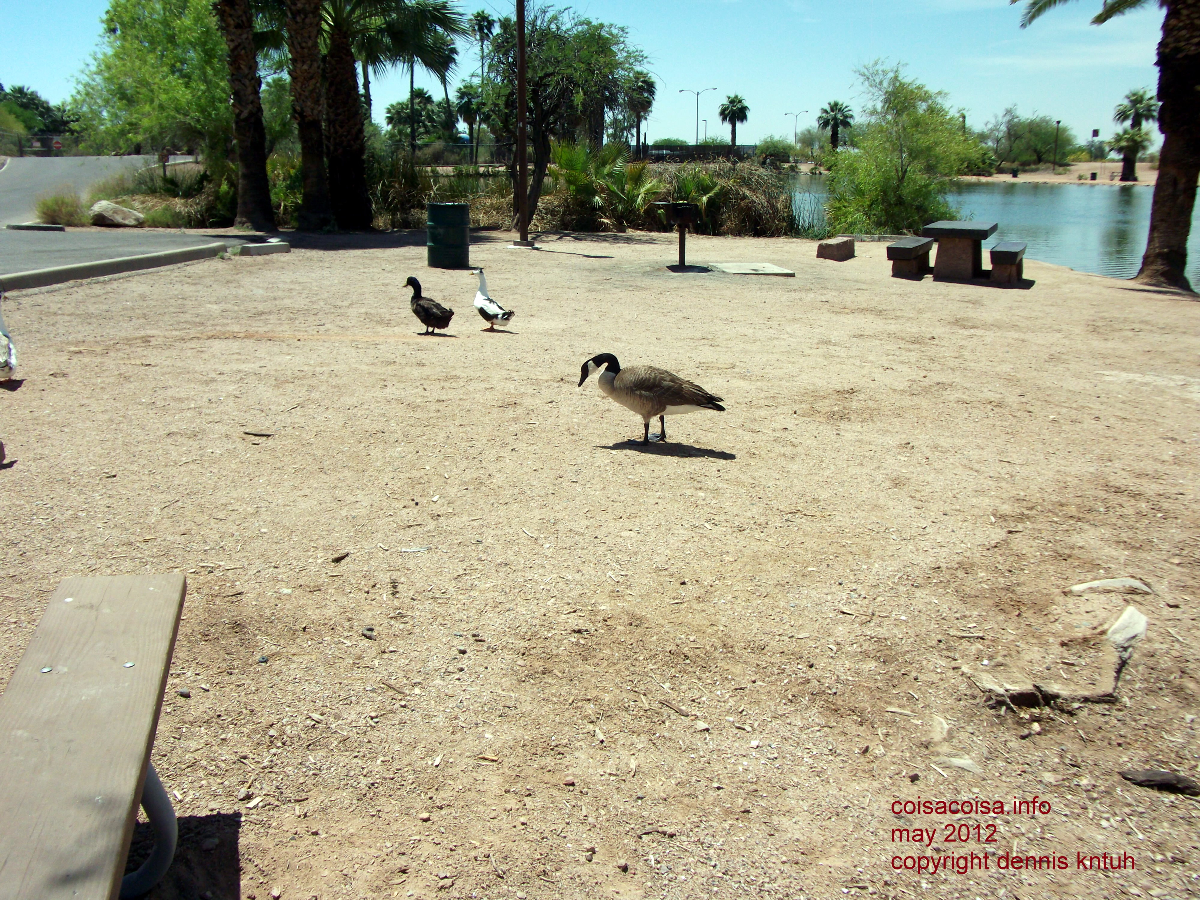 Birds in Papago Park