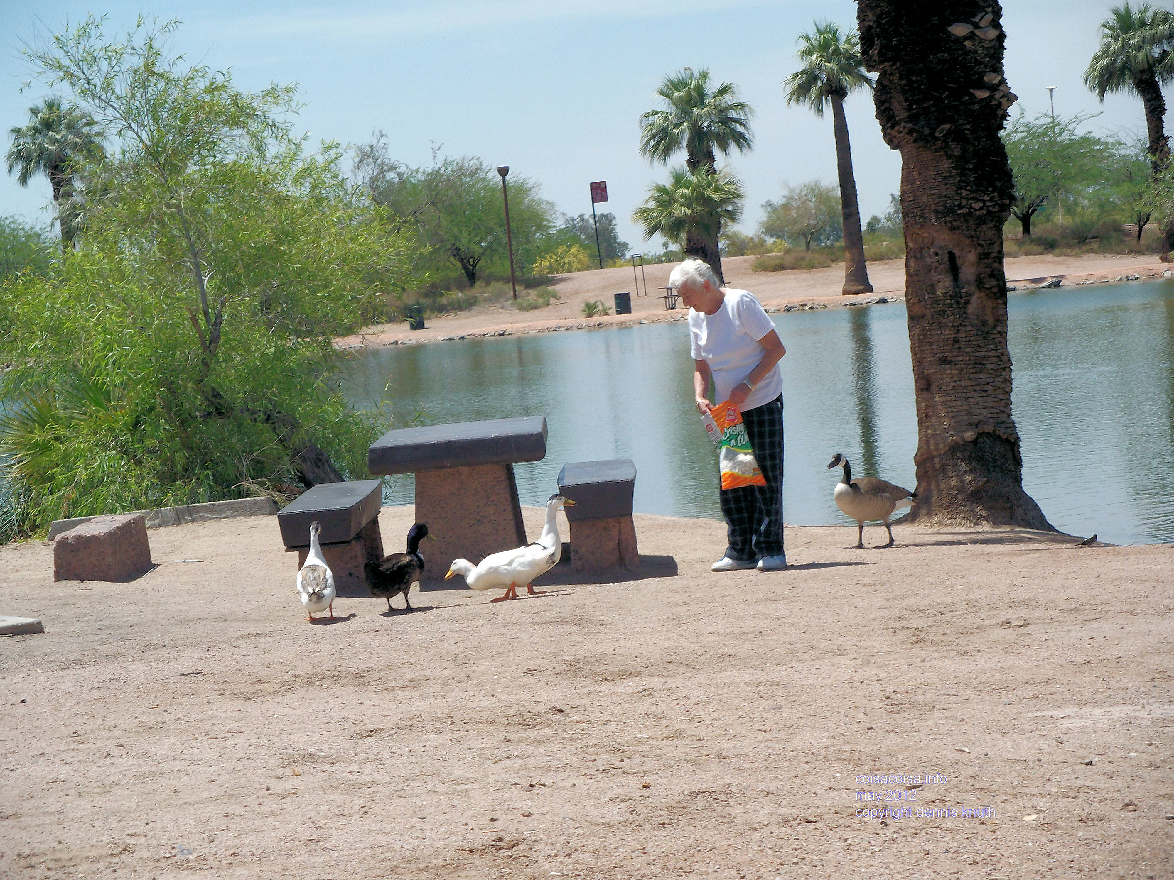 Papago Park Stella the Greek feeding the Geese