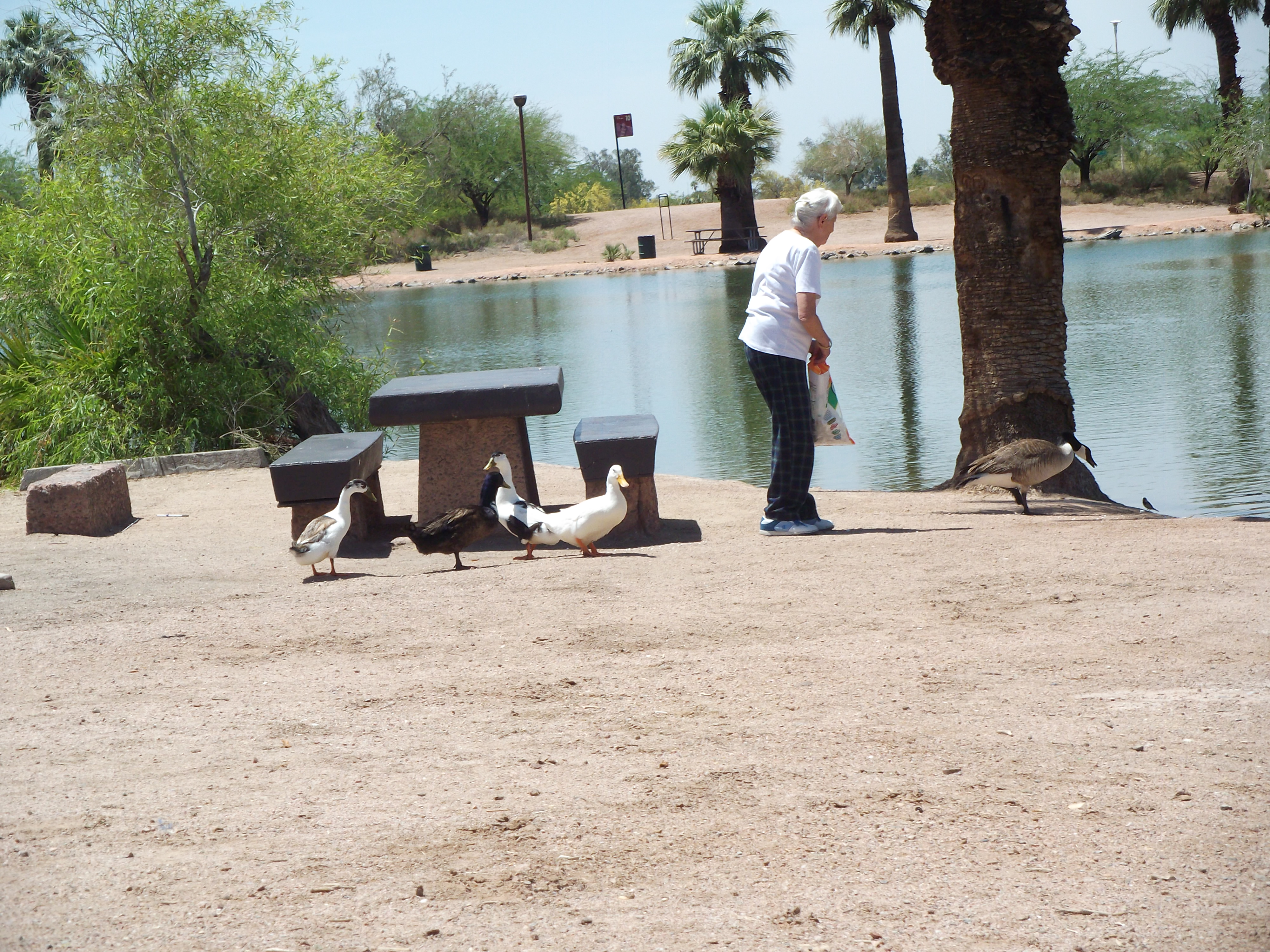Stella Feeds the Ducks and Geese