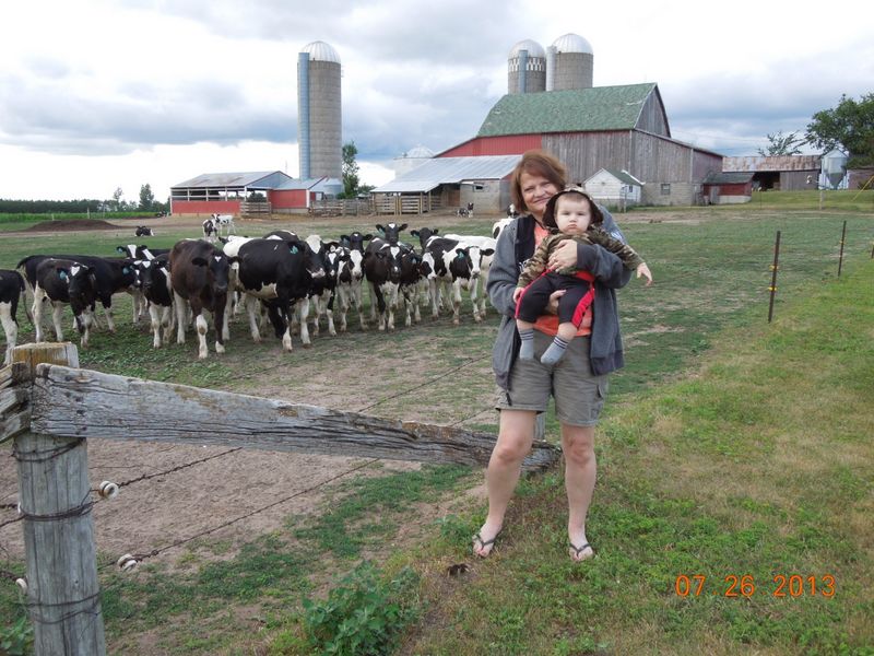 Cows watching Carson and Sherri