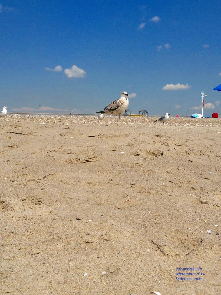 Seagull inspecting beach goers