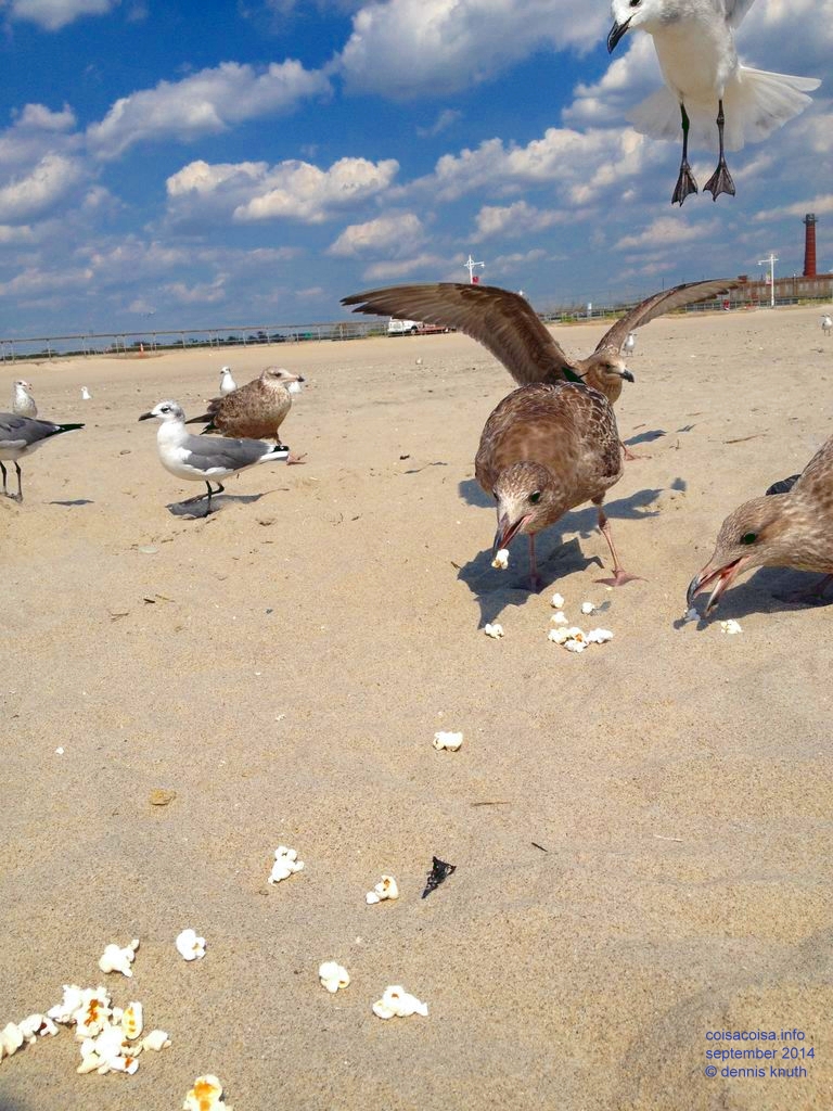 2014_09_18_beach_k_iphone_0047.jpg (large)