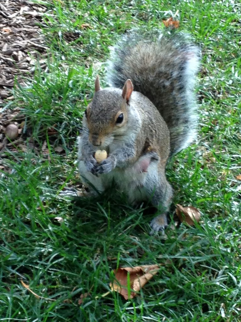 Squirrel eating a NY nut