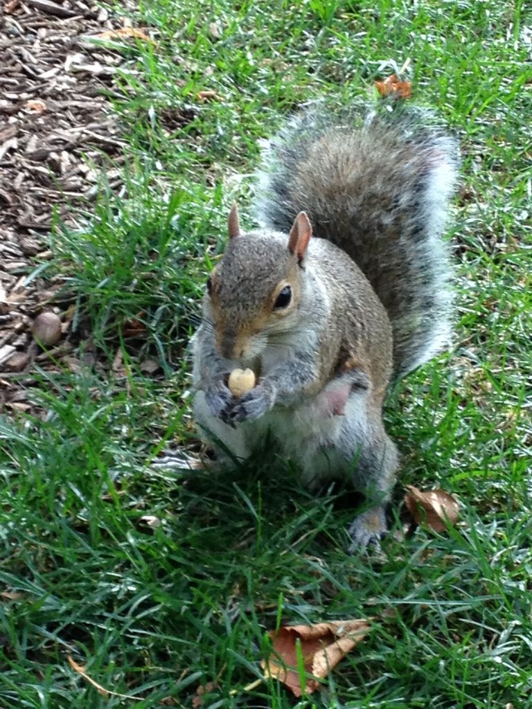 You have lost another squirrel