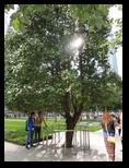 Through the trees