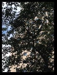 2014_09_20_k_iphone_trade_102.jpg