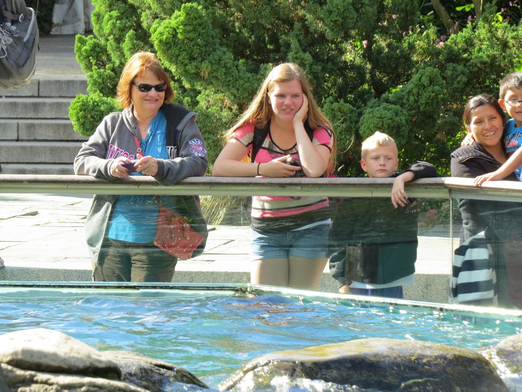 Watching Seals in the Zoo