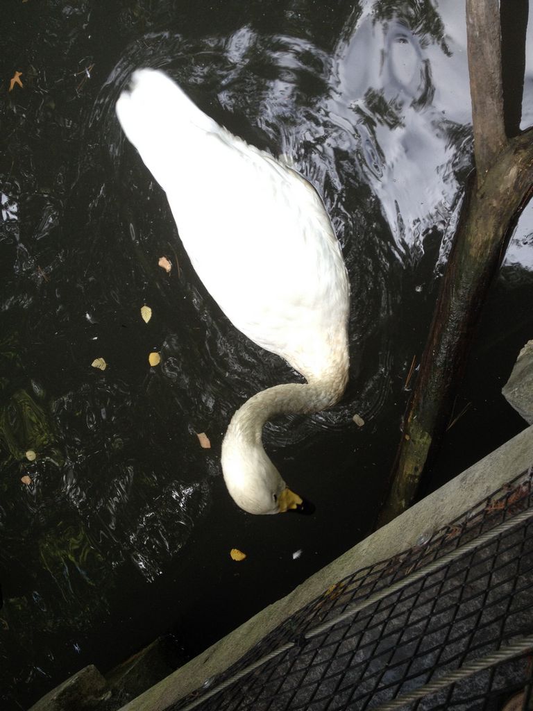 2014_09_22_k_iphone_central_prk_163.jpg (large)