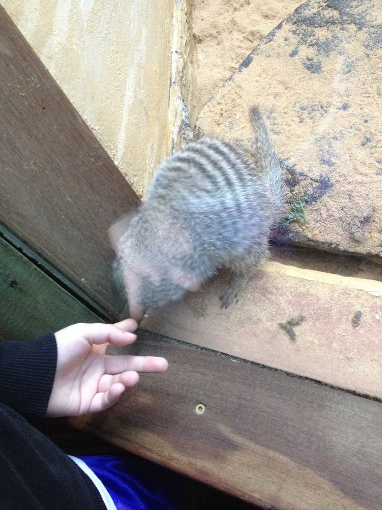 A possum at Central Park Zoo