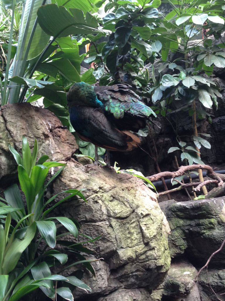 2014_09_22_k_iphone_central_prk_169.jpg (large)