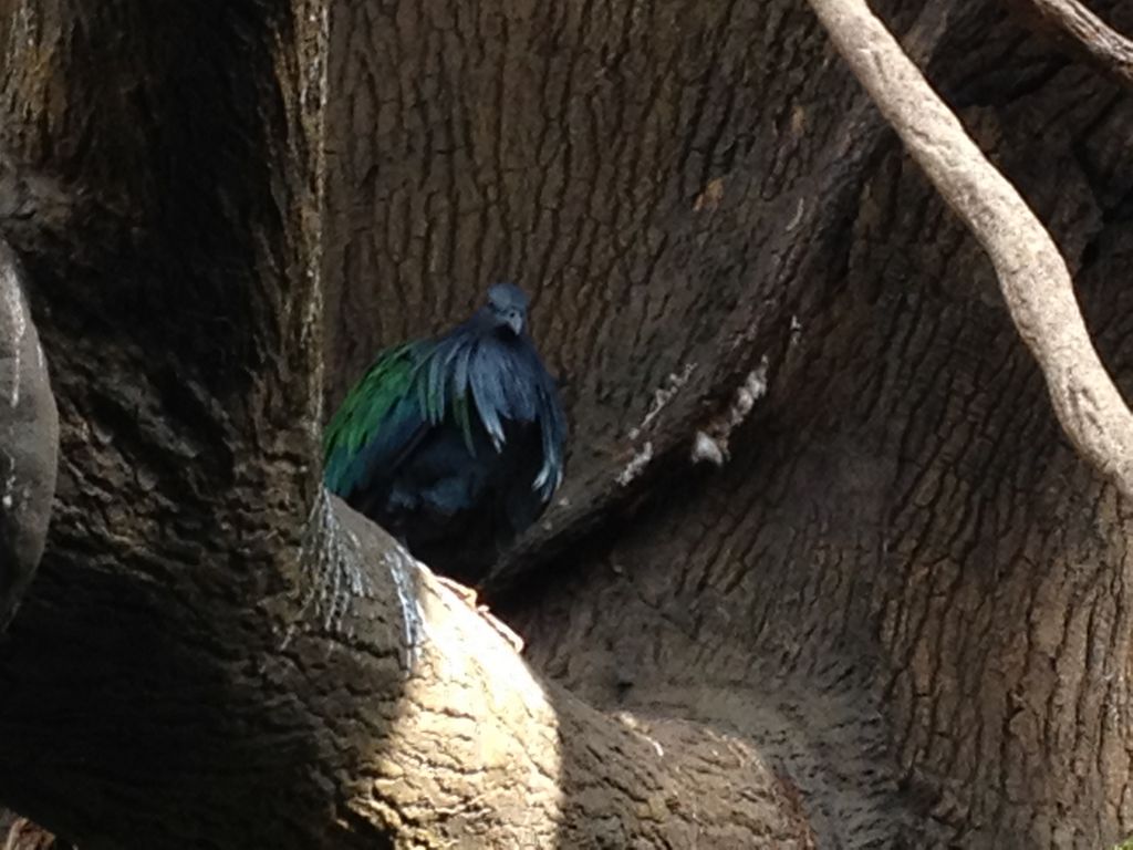 2014_09_22_s_iphone_central_prk_046.jpg (large)