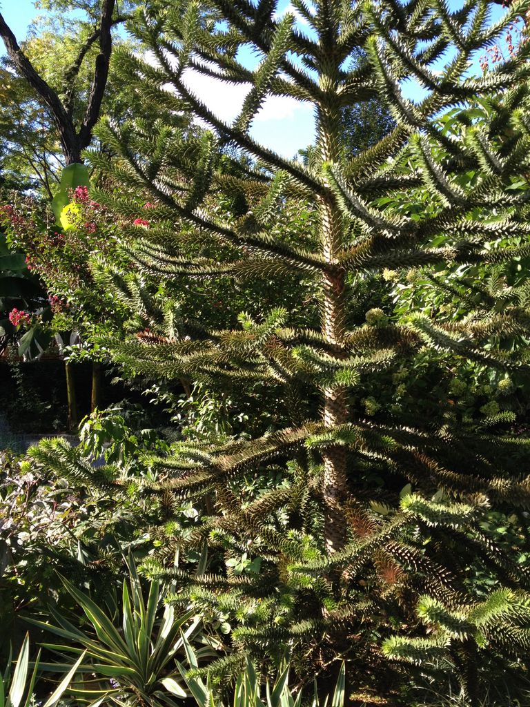 Unfamiliar Pine Tree at the zoo