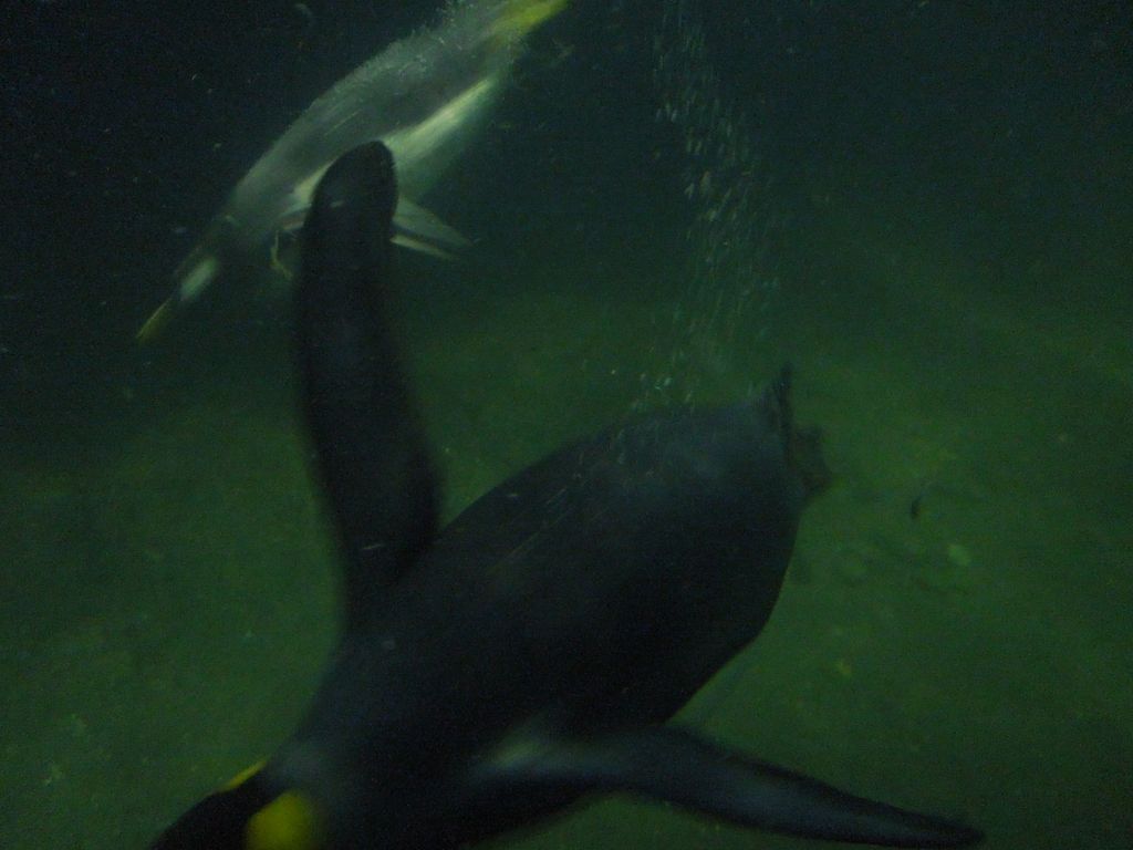 Penquins in Central Park Zoo